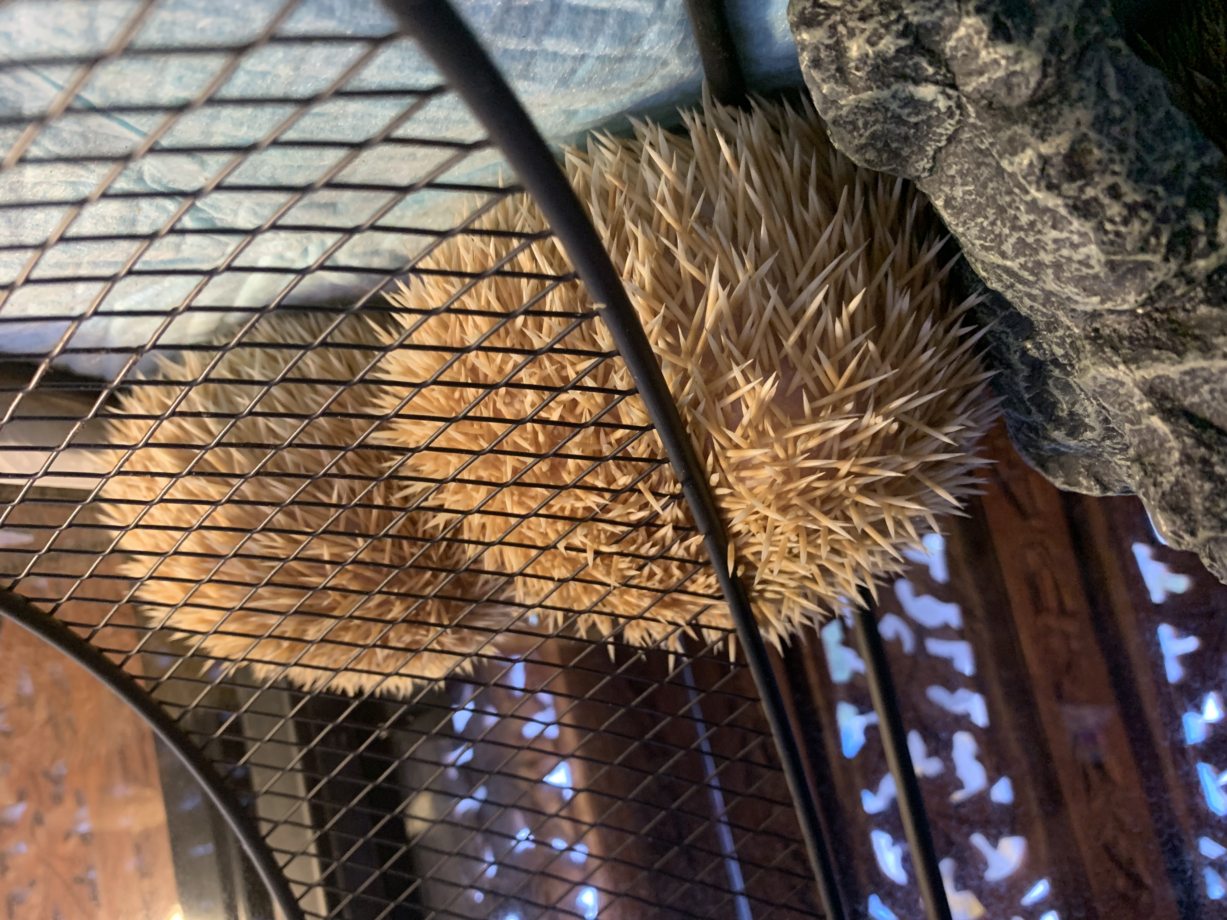 ヨツユビハリネズミ