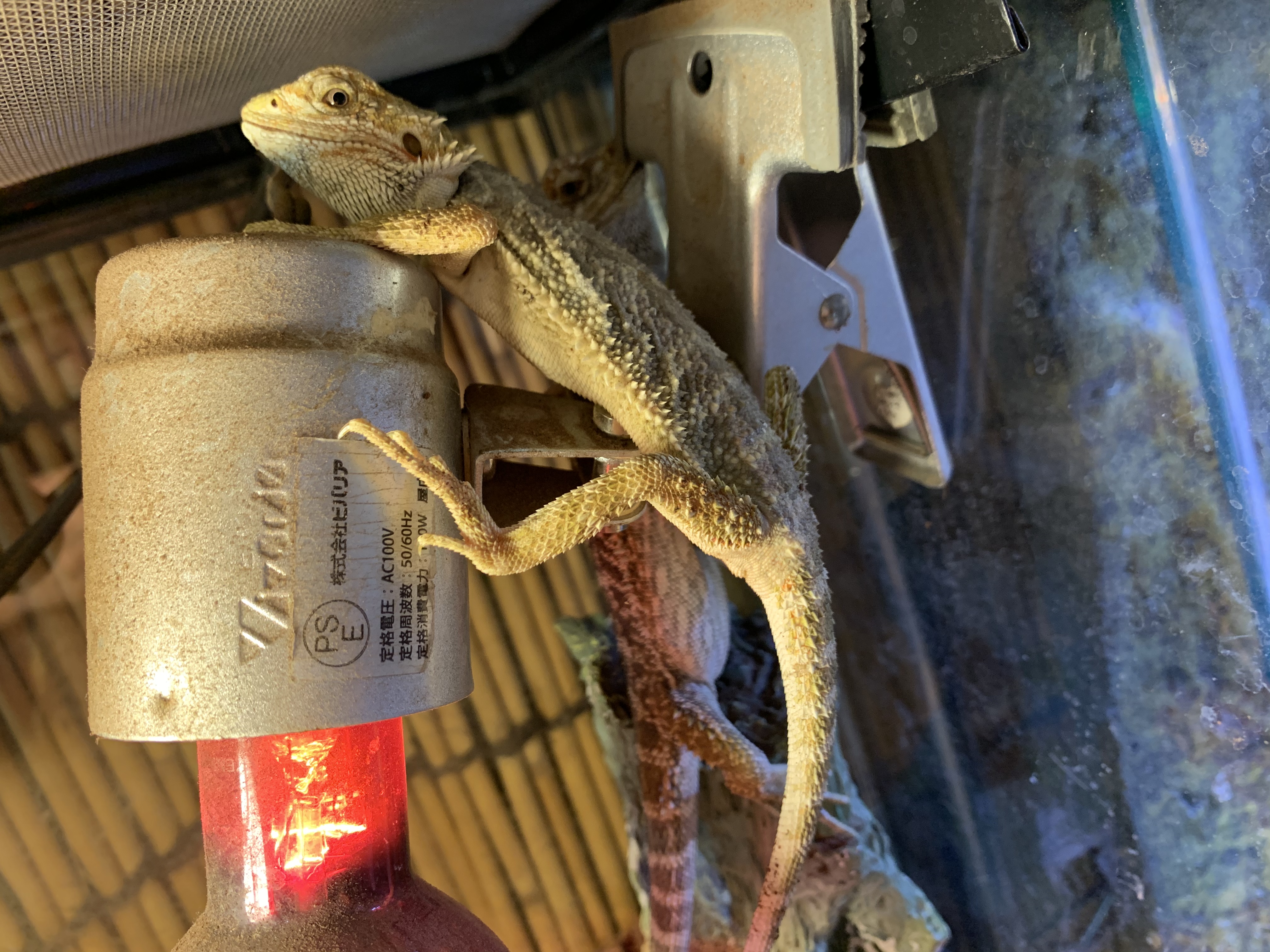 フトアゴヒゲトカゲ