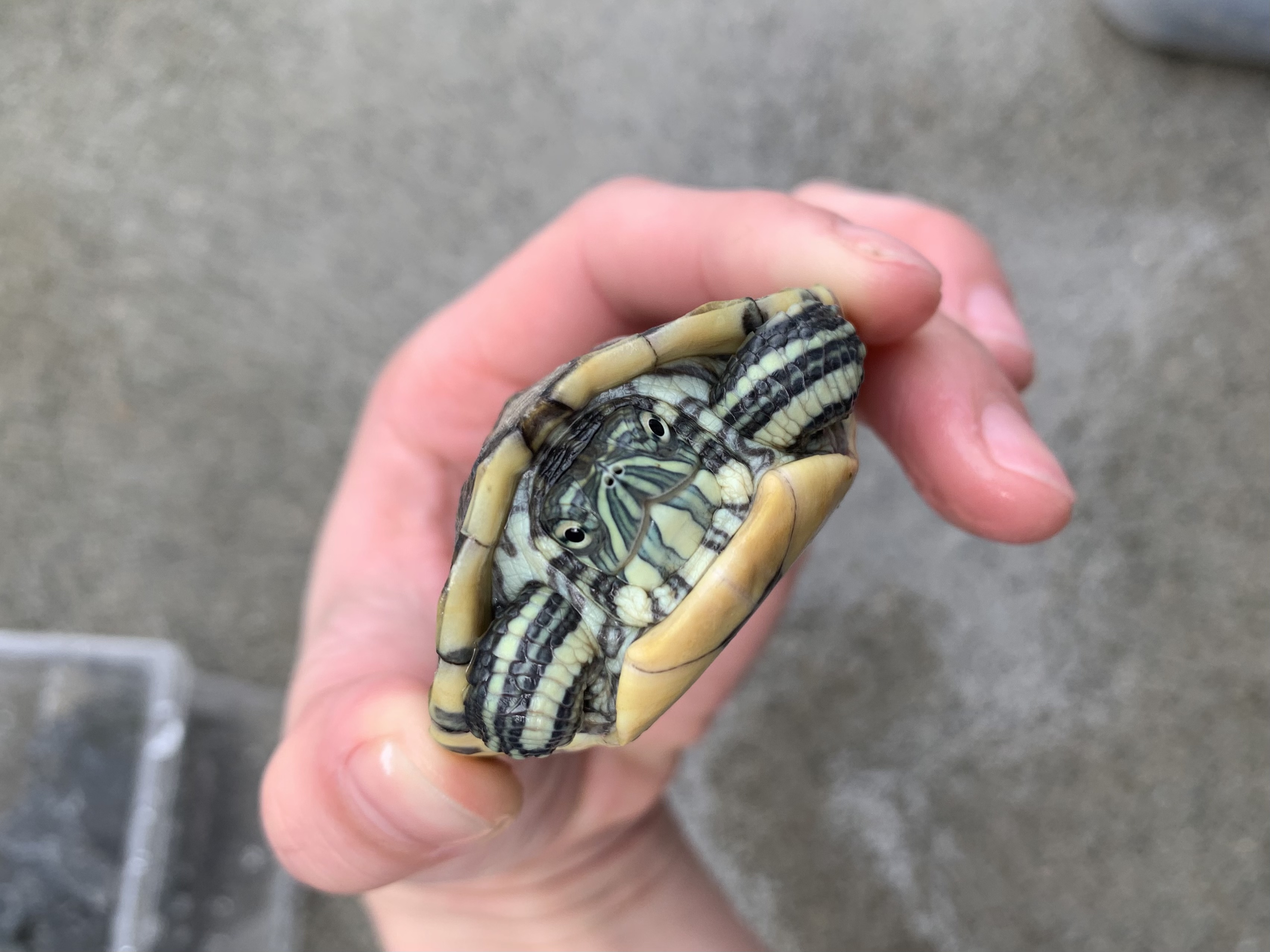 ニカラグアクジャクガメ