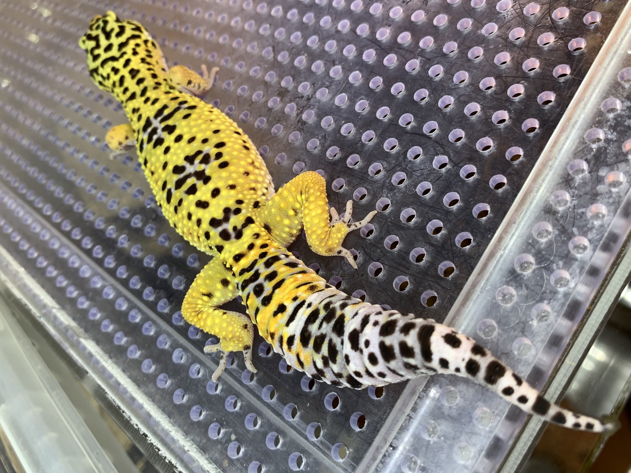 レオパ