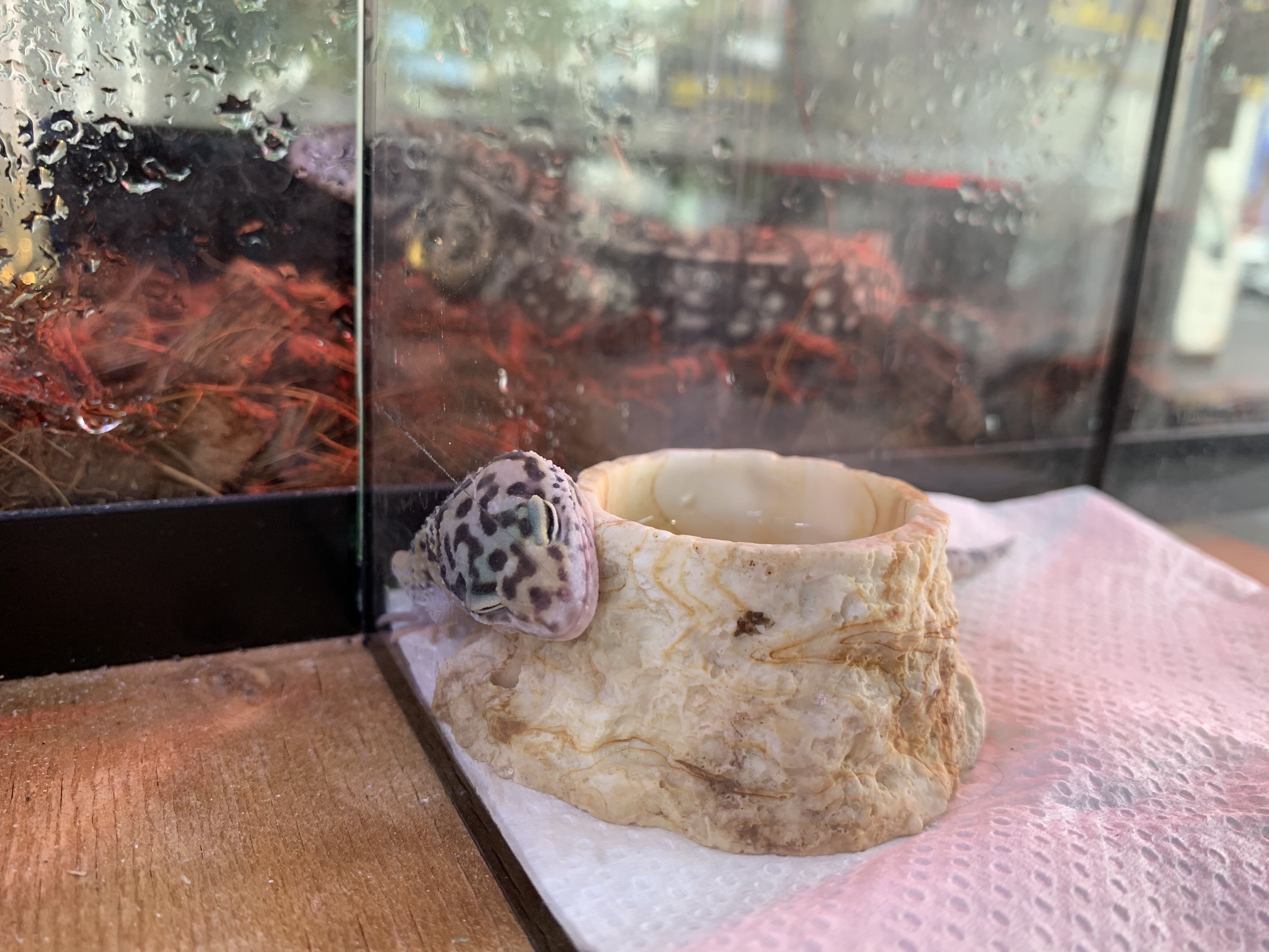 ヒョウモントカゲモドキ 