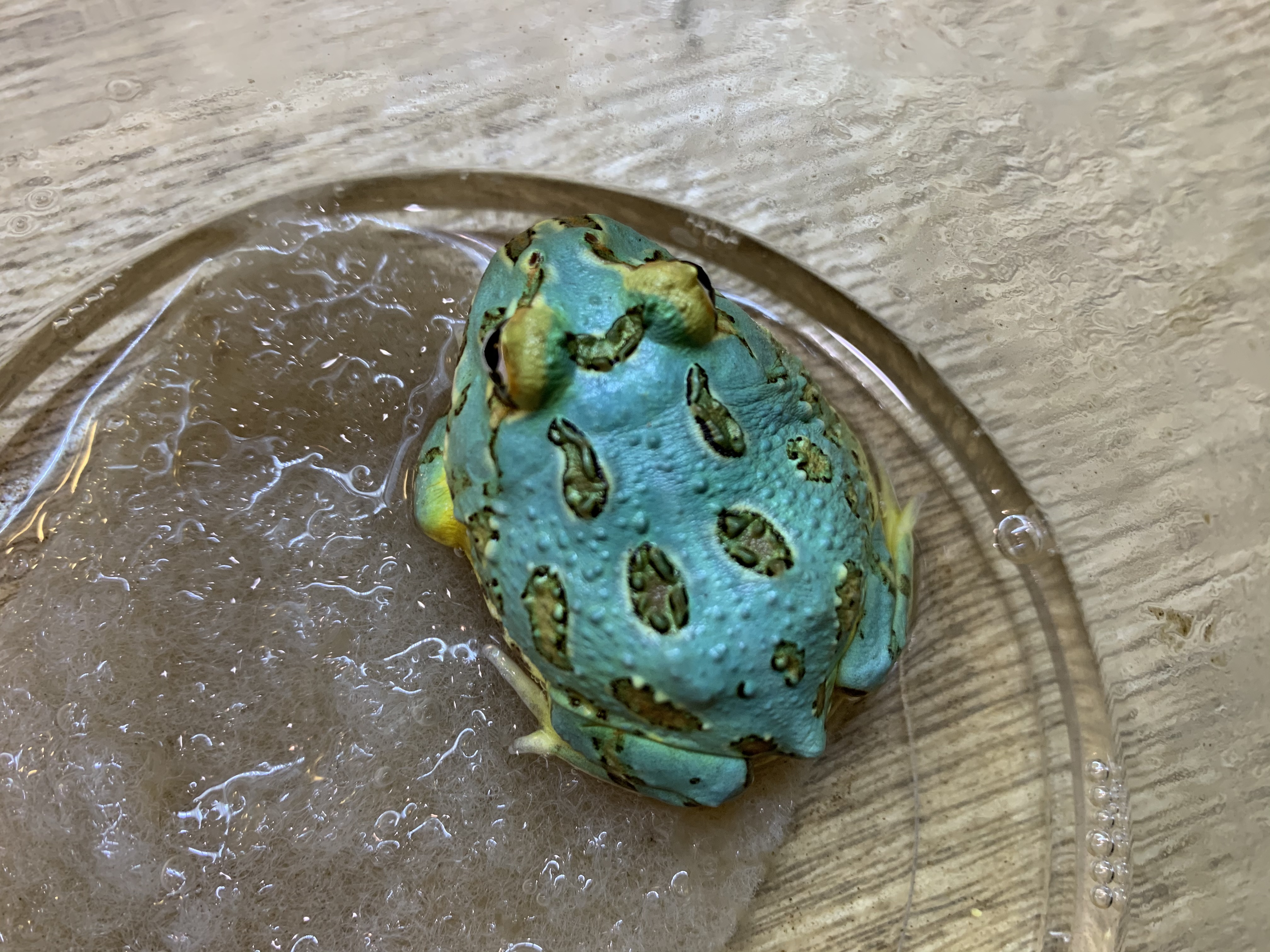 クランウェルツノガエル 