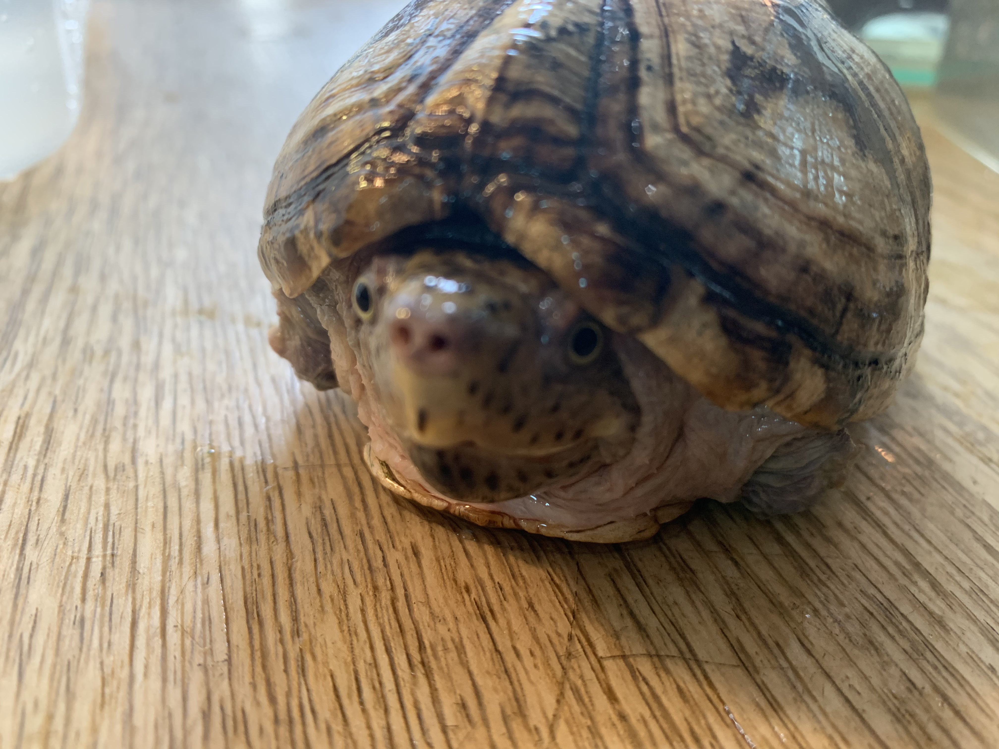 オオアタマヒメニオイガメ
