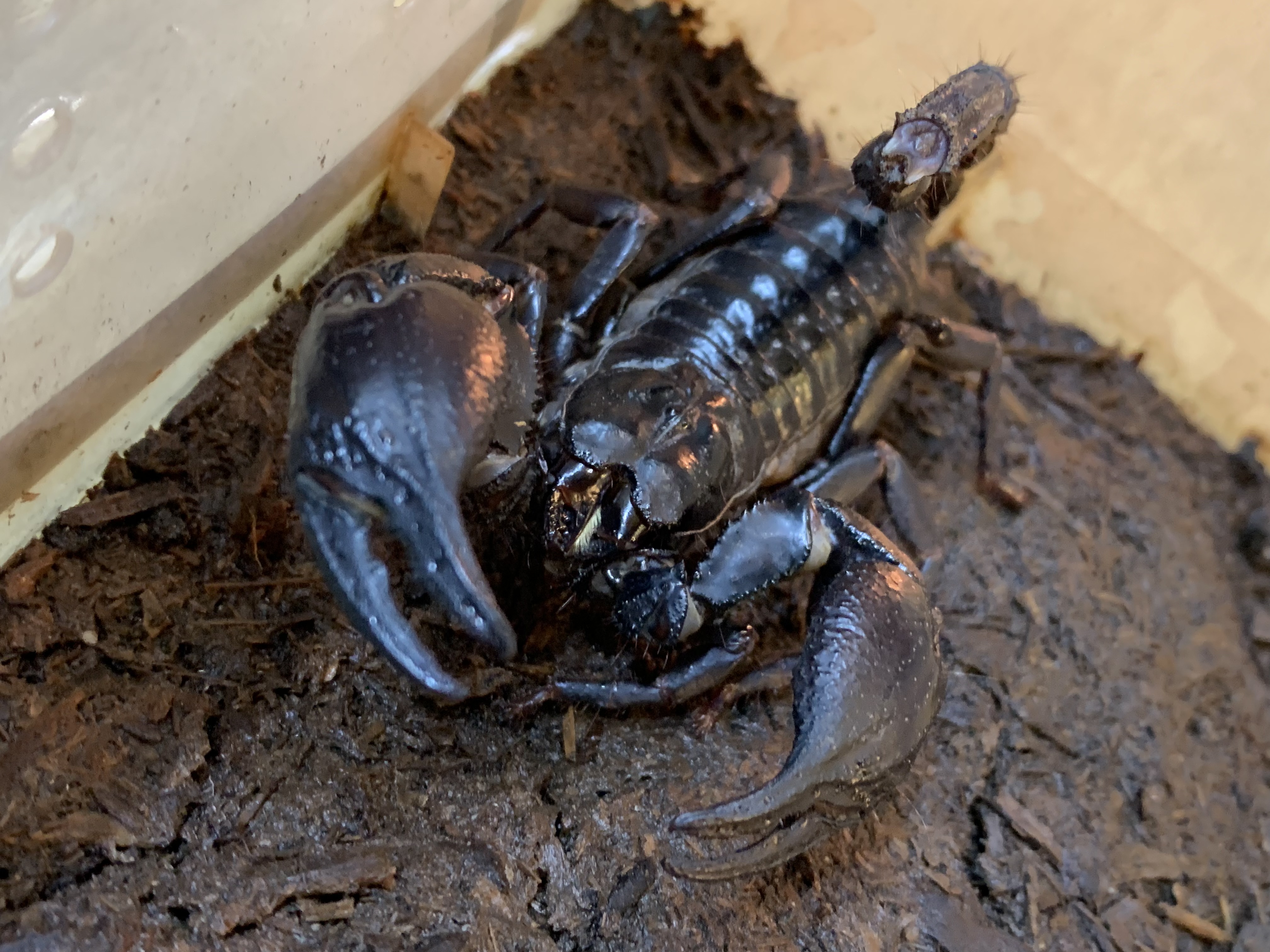 チャグロサソリ