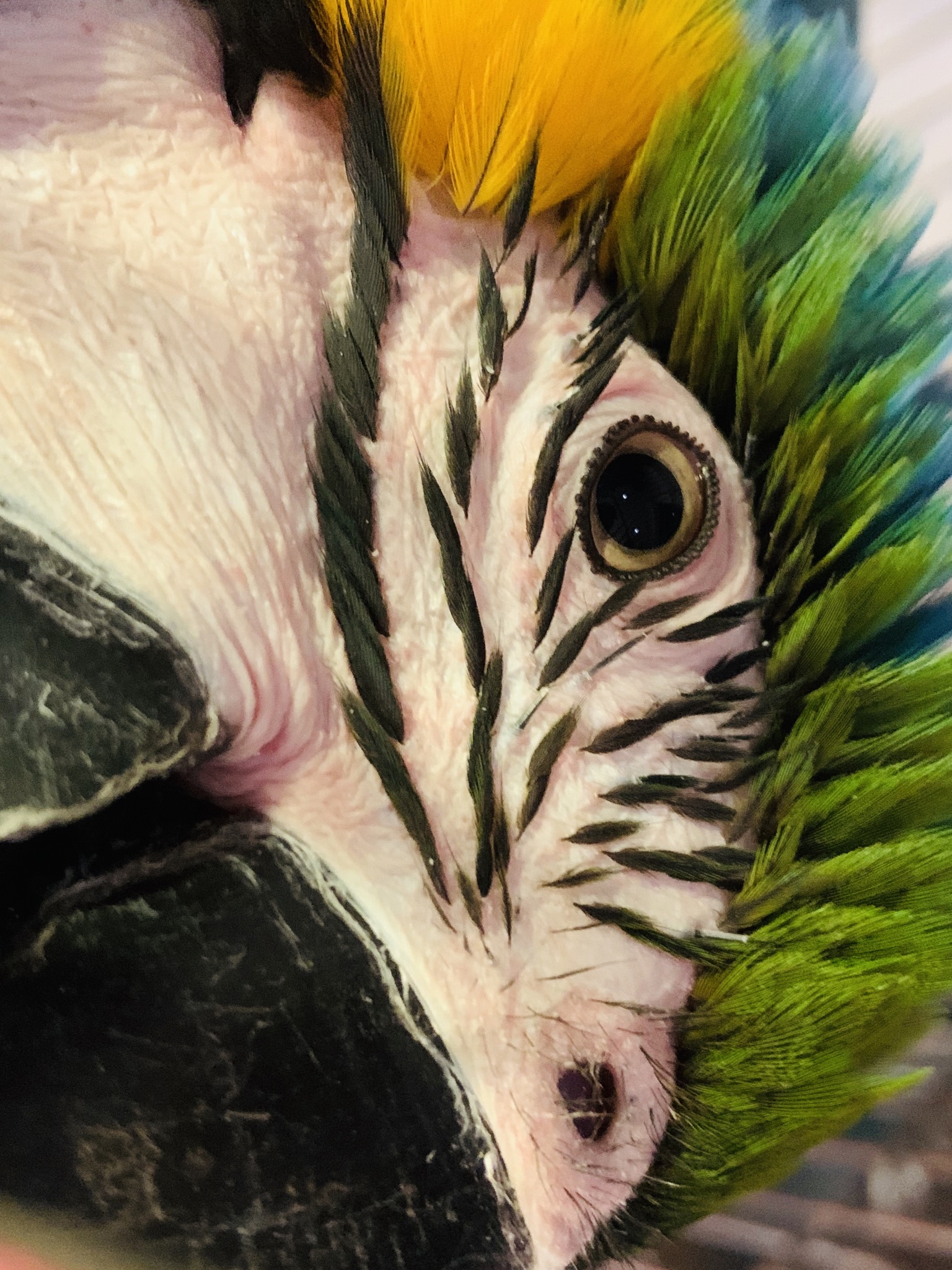 ルリコンゴウインコ