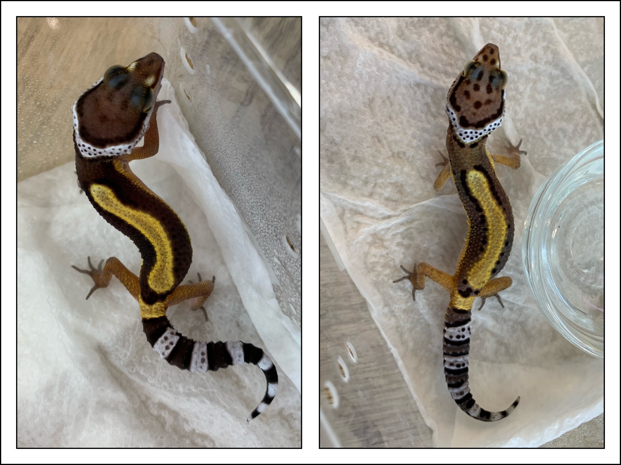 ヒョウモントカゲモドキ
