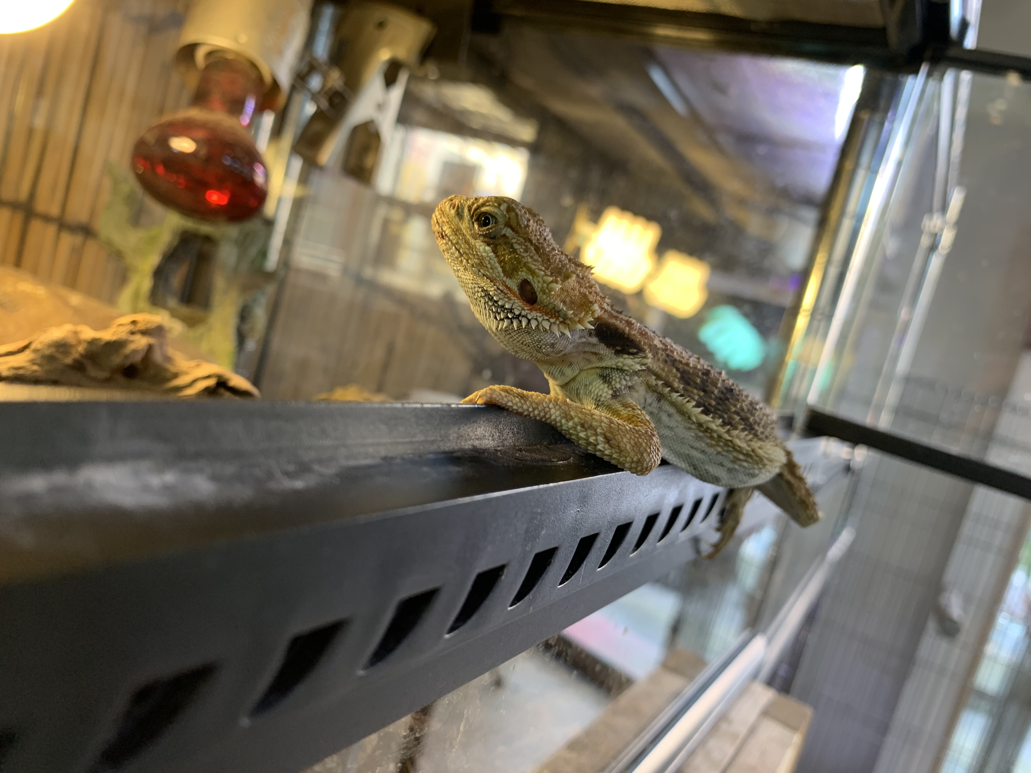 フトアゴヒゲトカゲ