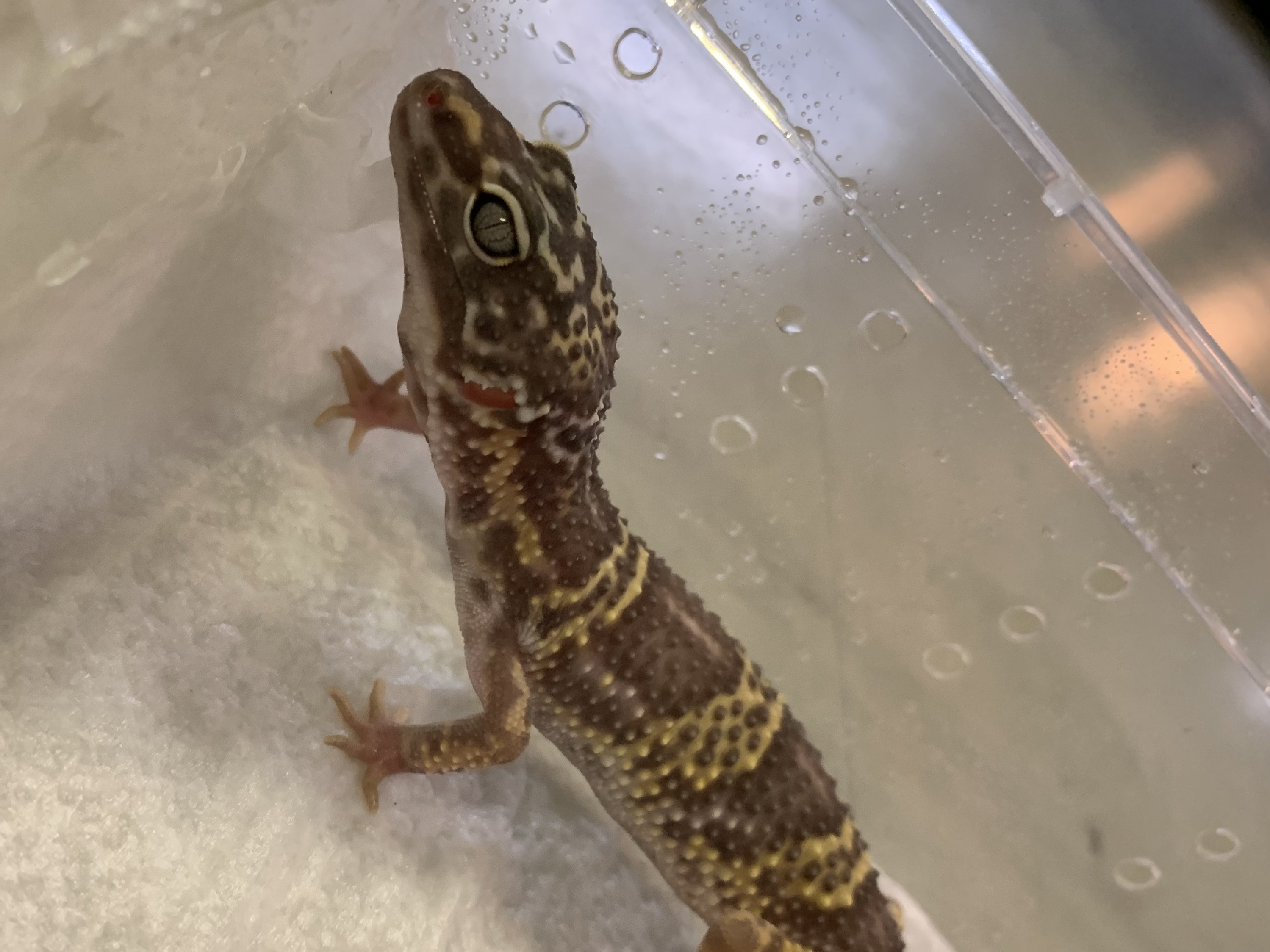 ヒョウモントカゲモドキ