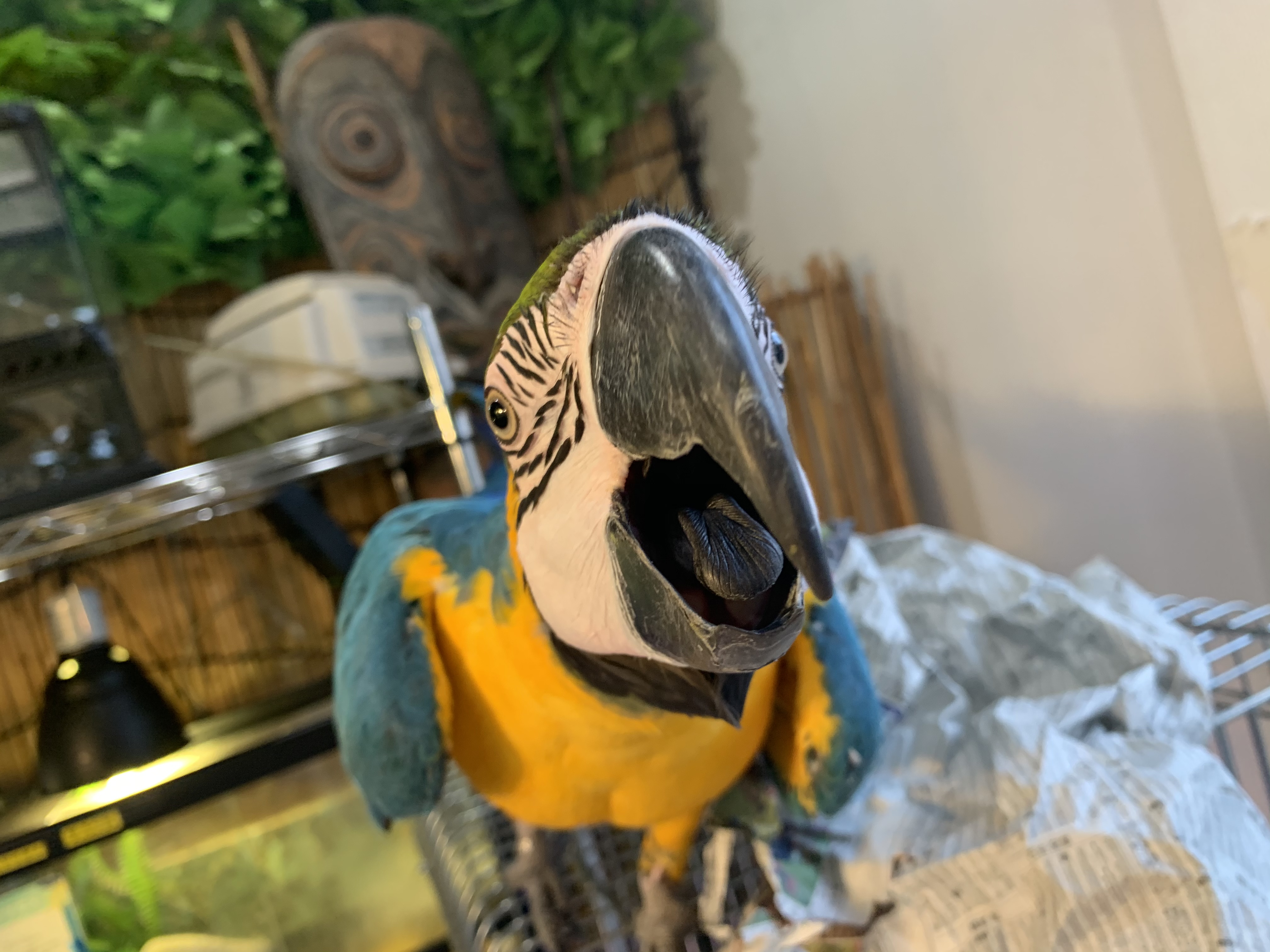 ルリコンゴウインコ