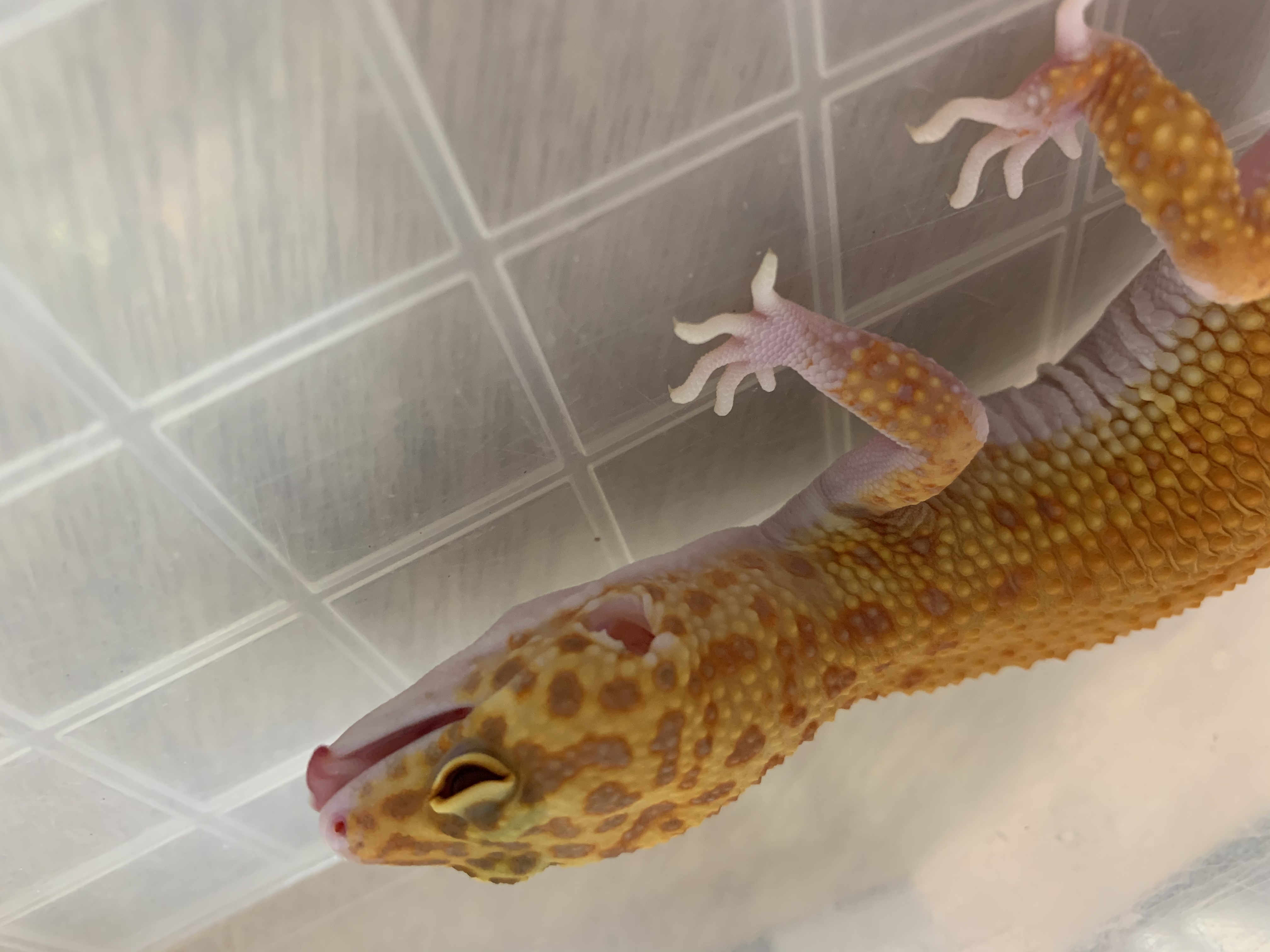 ヒョウモントカゲモドキ 