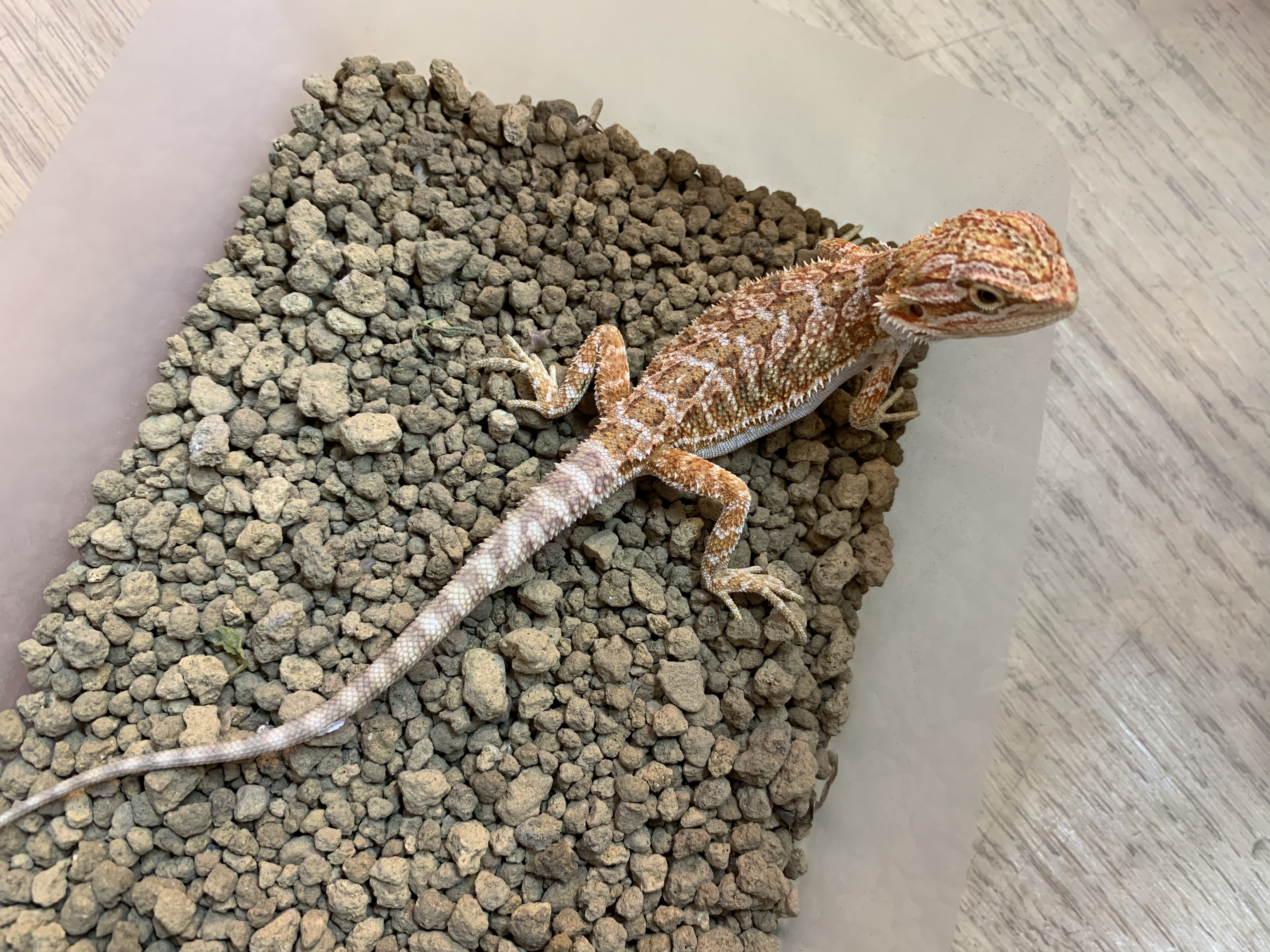 フトアゴヒゲトカゲ