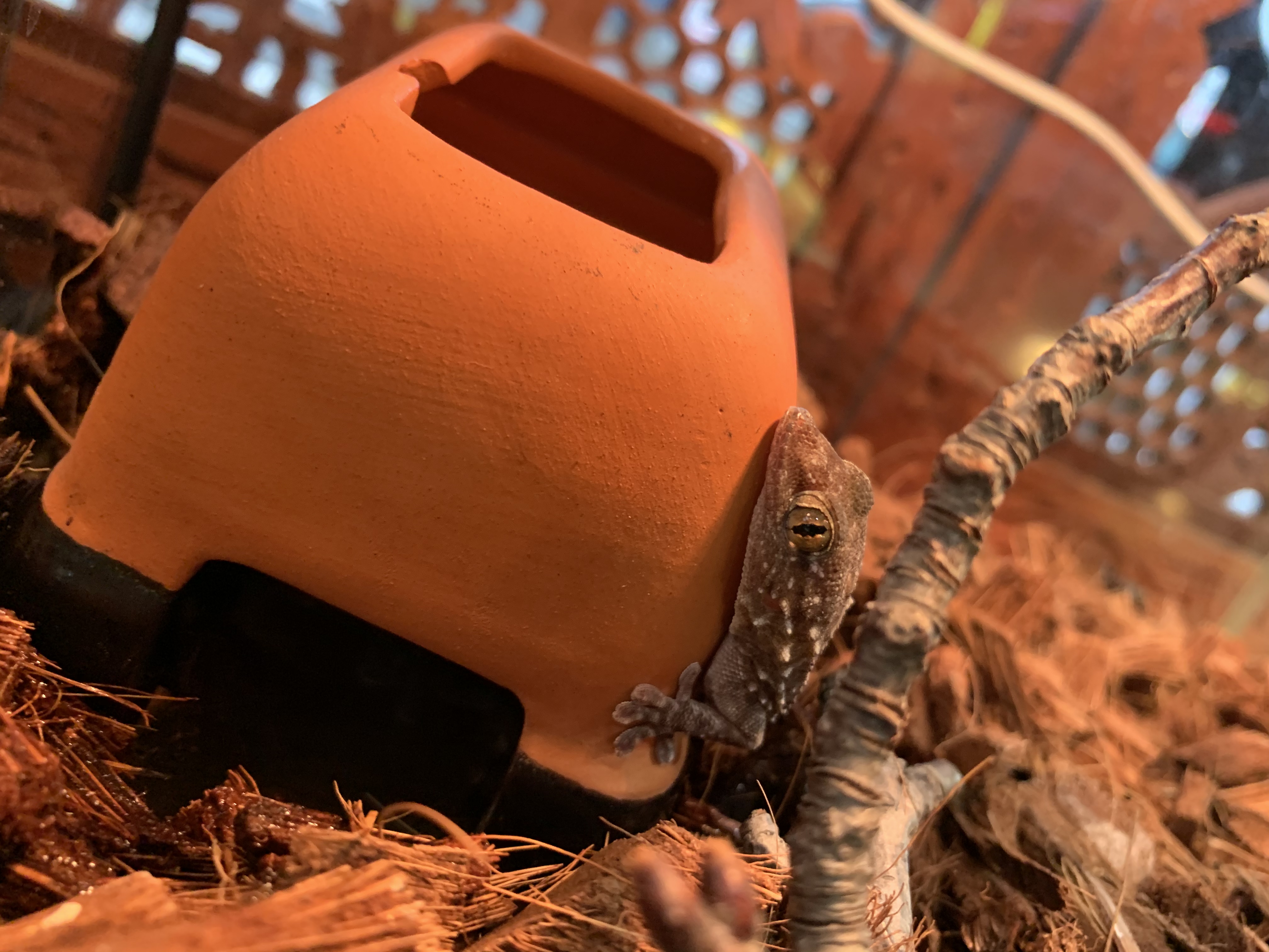 トーゴフトユビヤモリ
