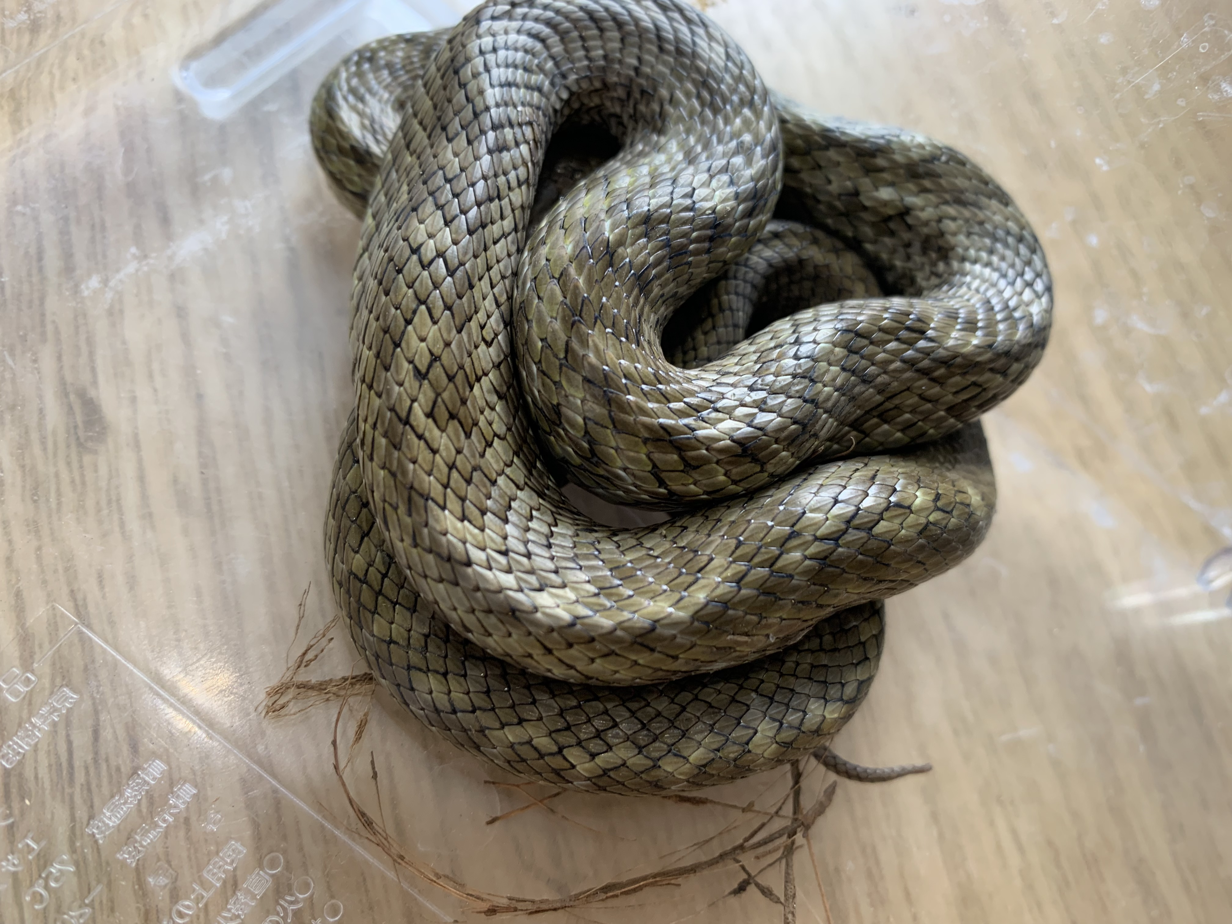 アオダイショウ
