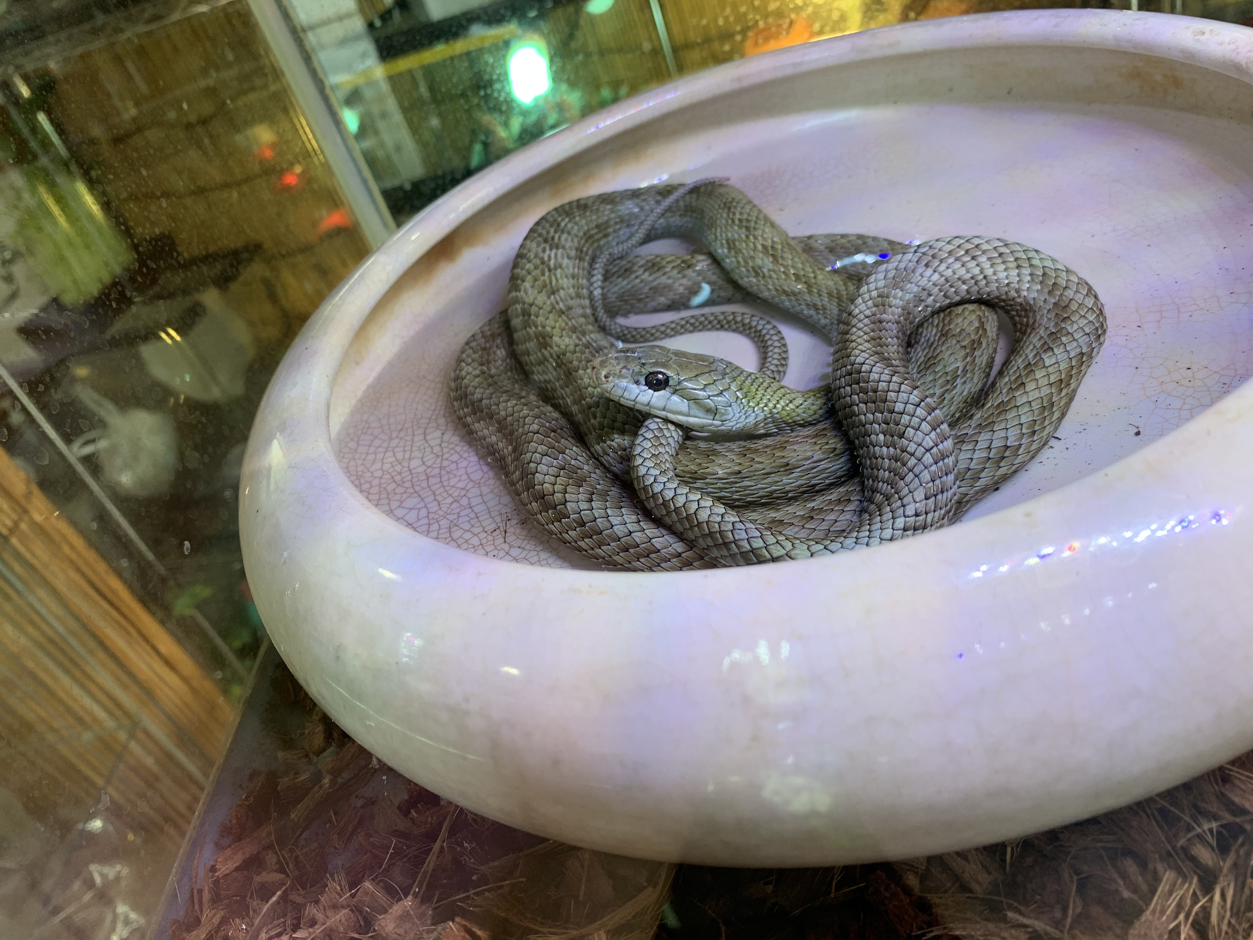 アオダイショウ