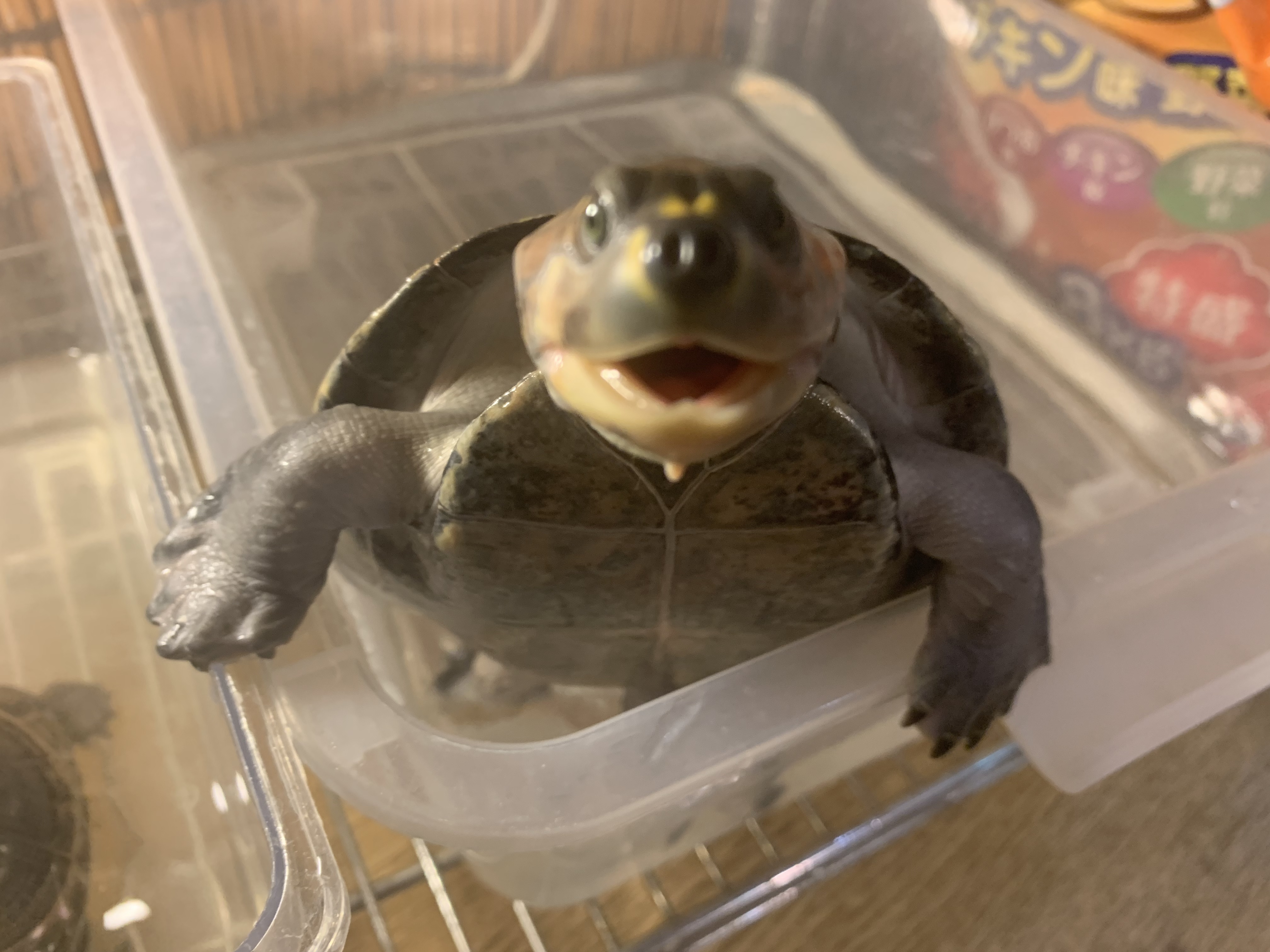 モンキヨコクビガメ