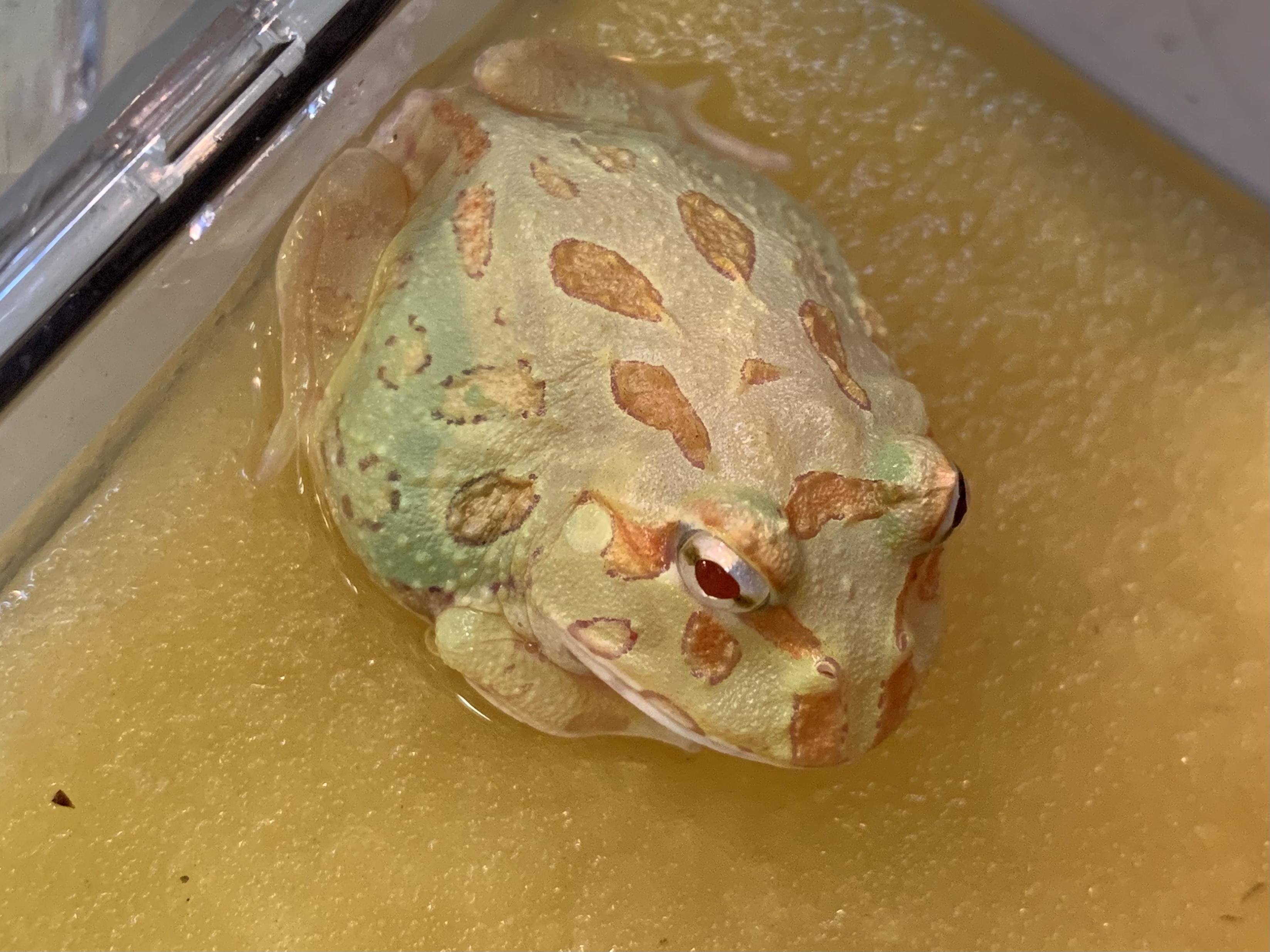 クランウェルツノガエル