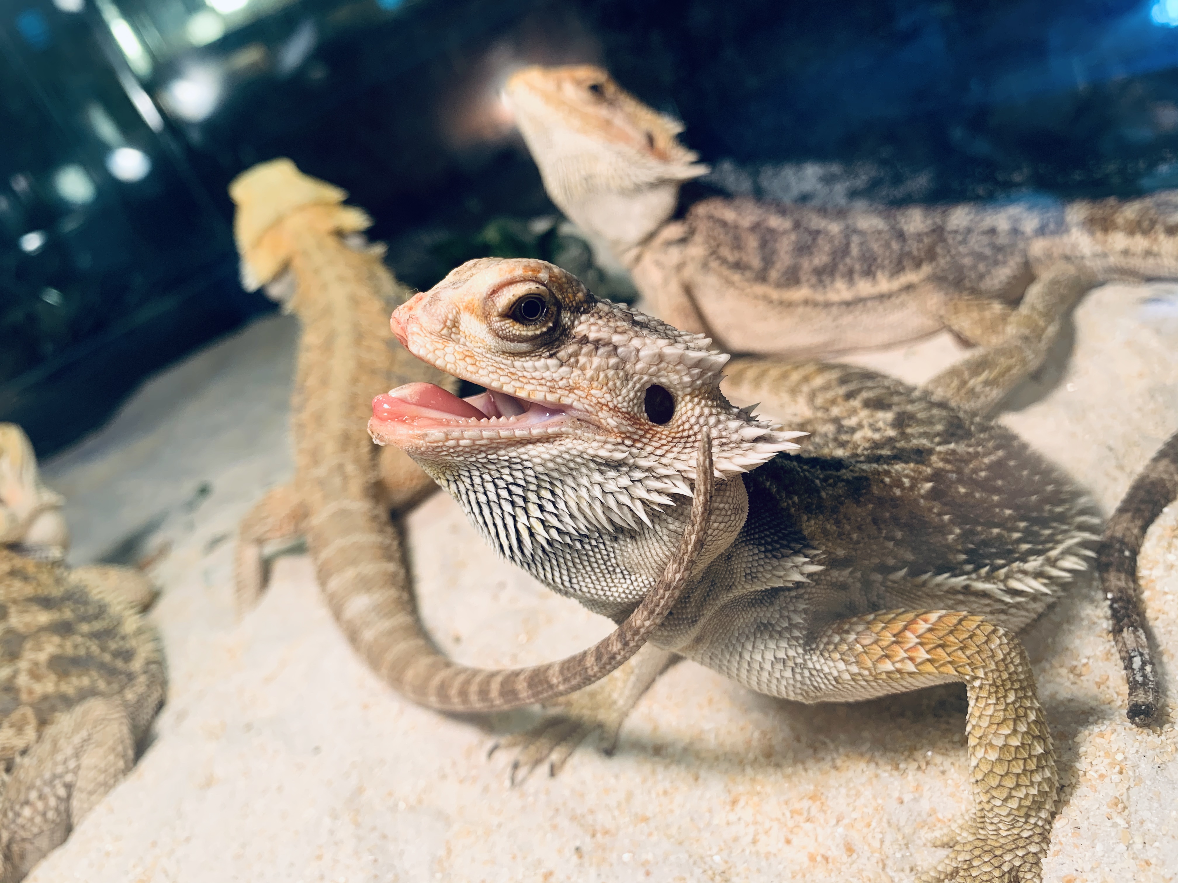フトアゴヒゲトカゲ