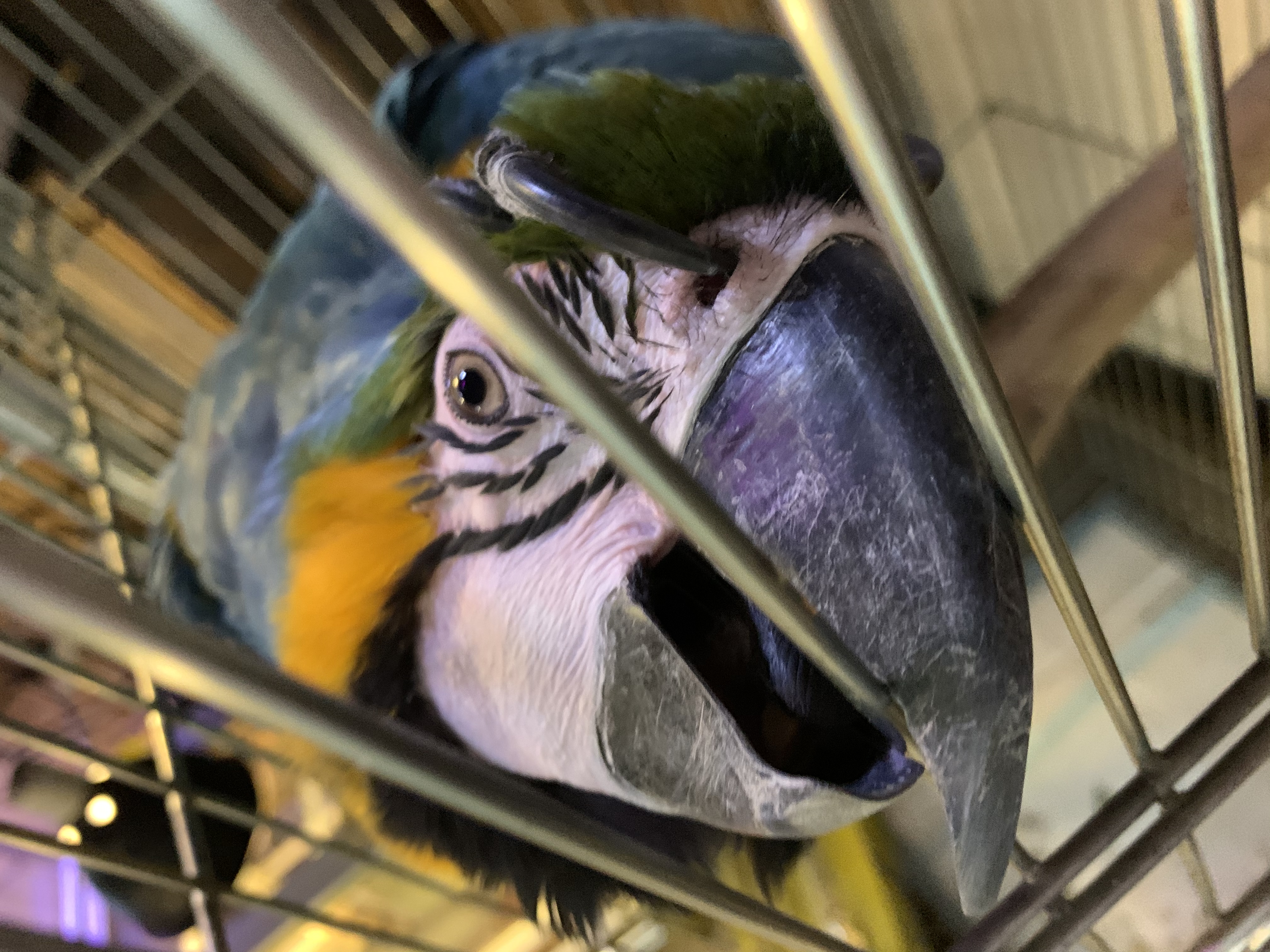 ルリコンゴウインコ