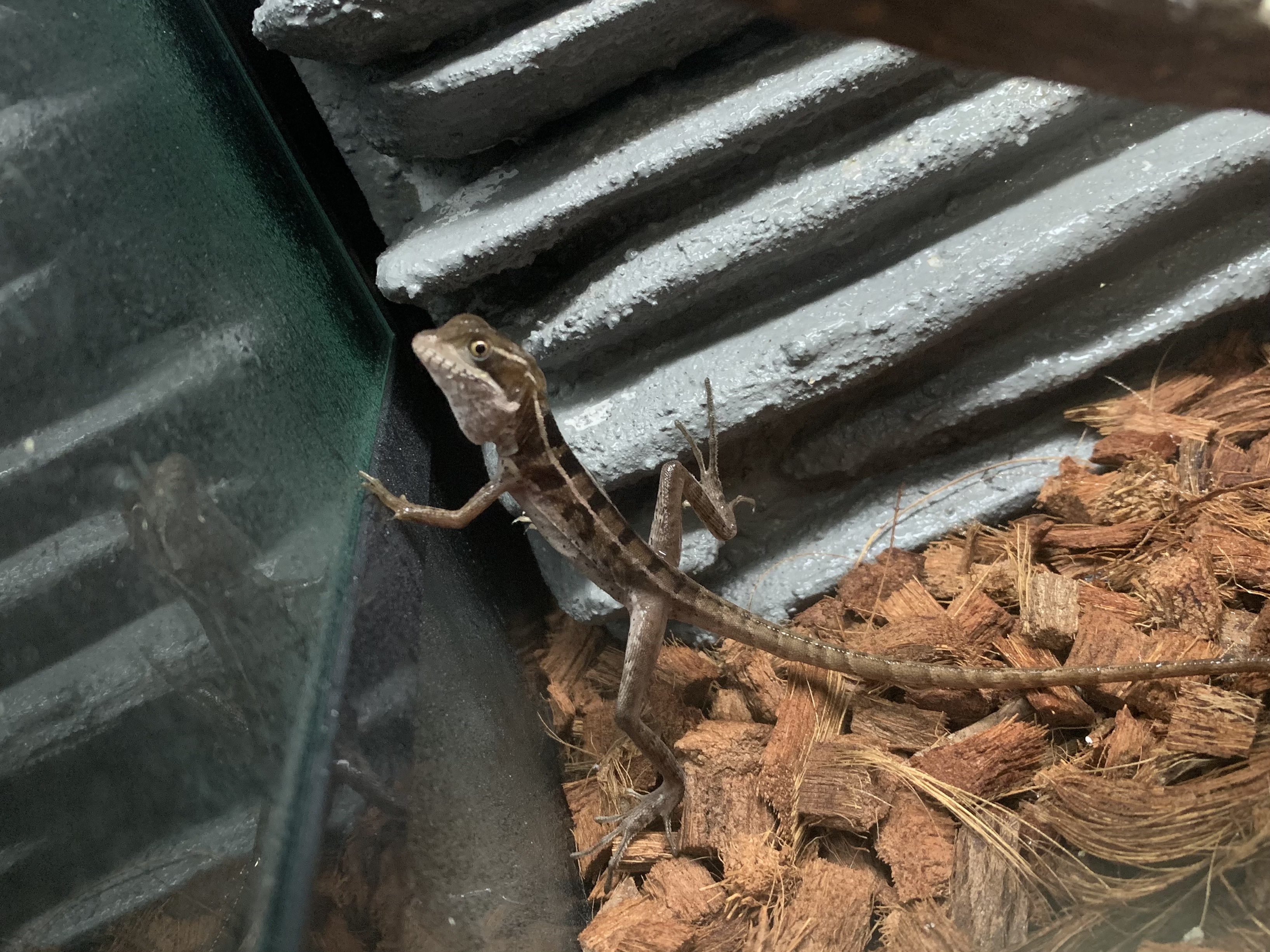 ノギハラバシリスク