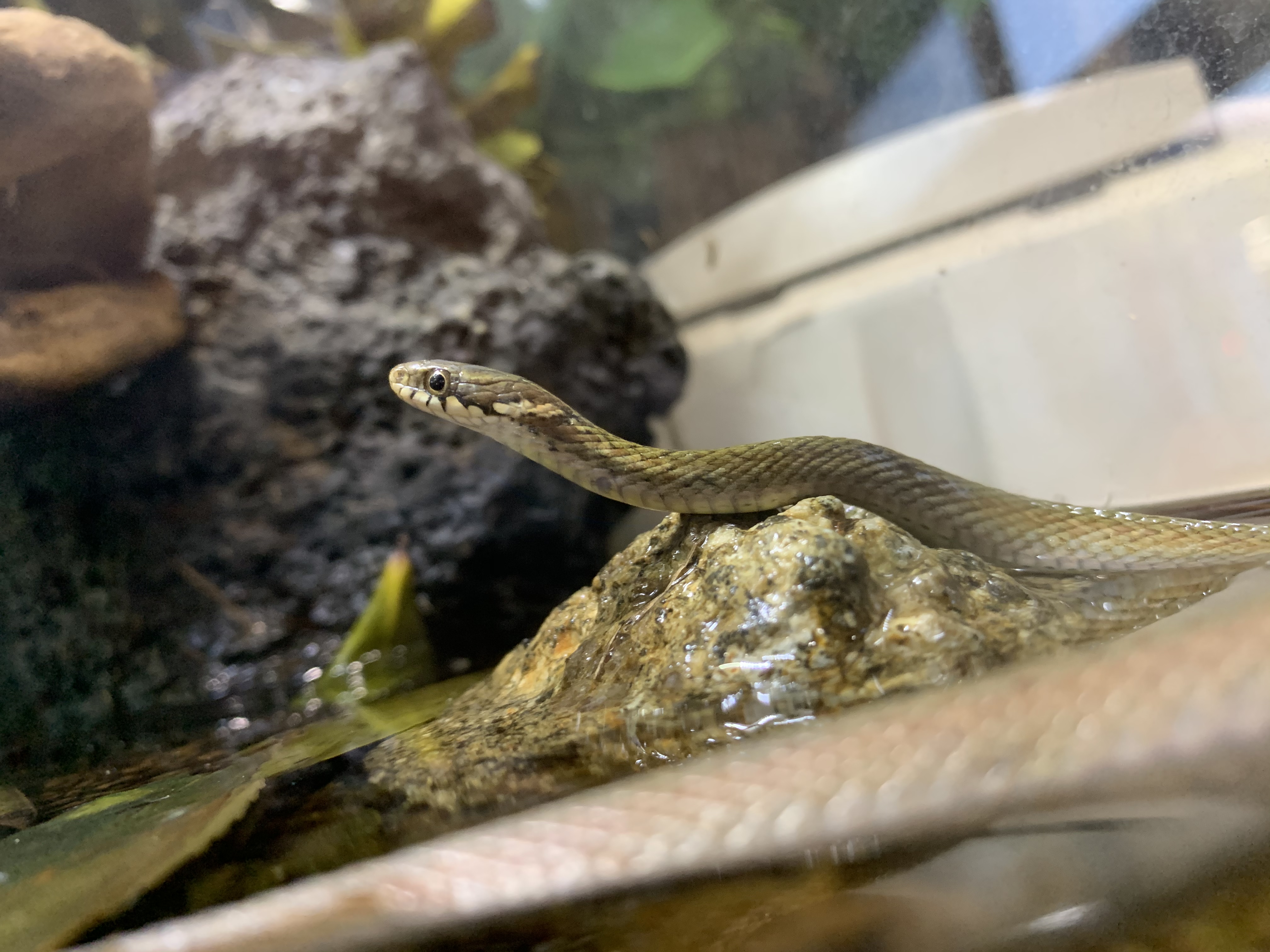 ヒバカリ