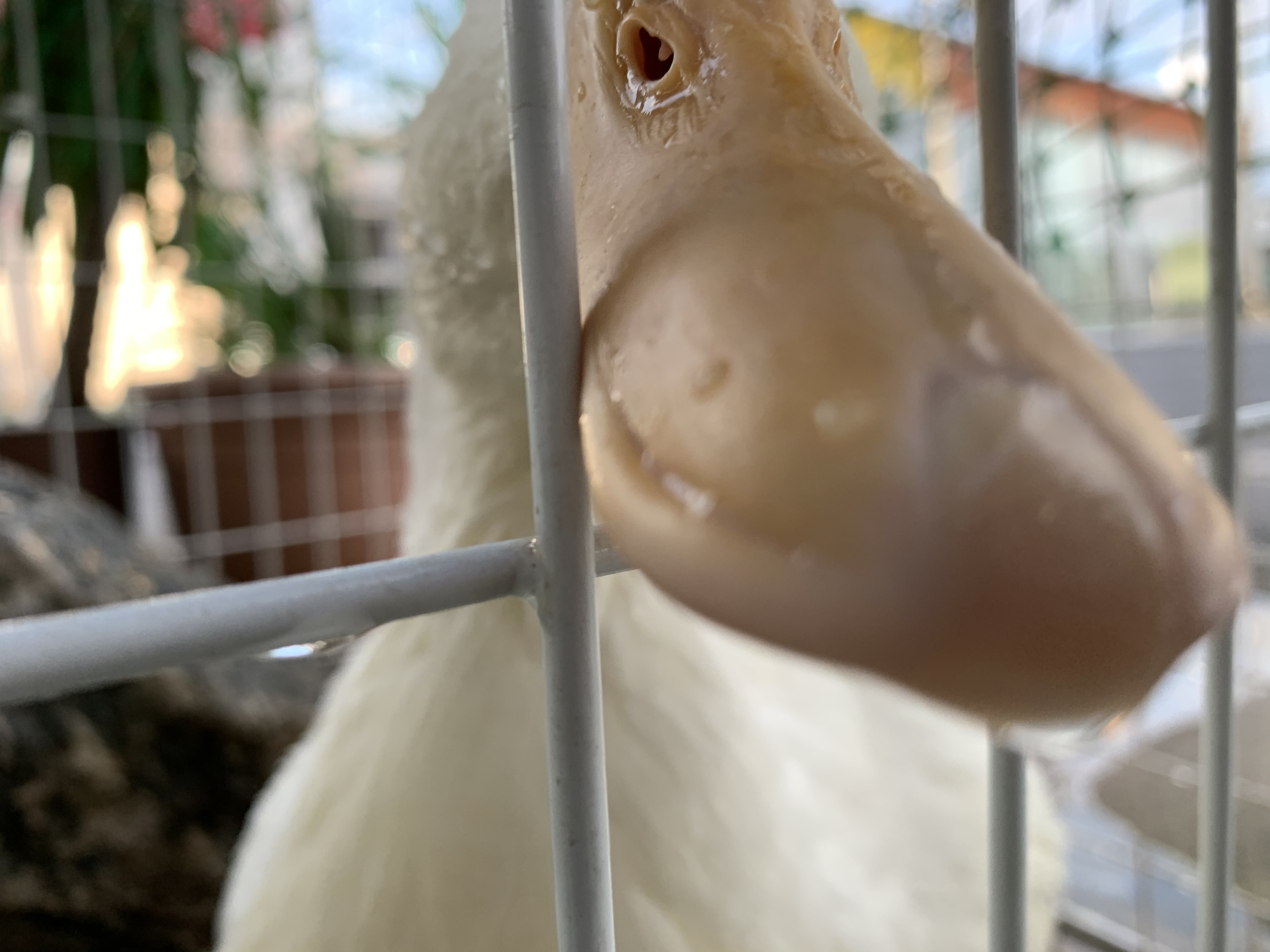 アヒル