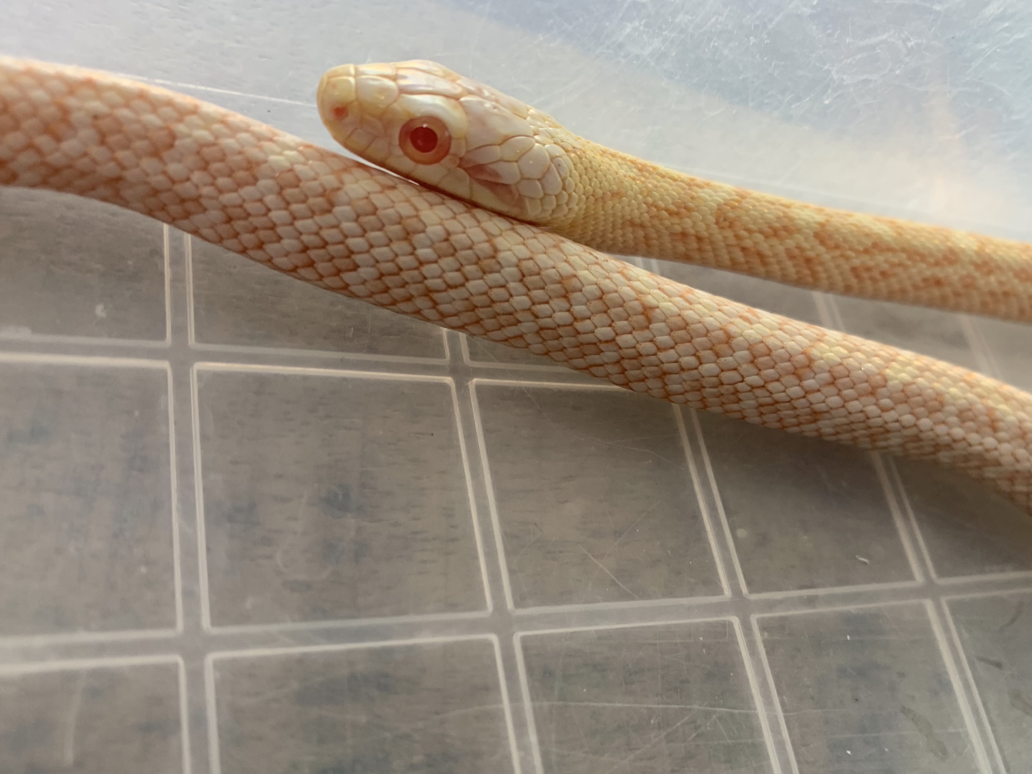 アルビノアオダイショウ