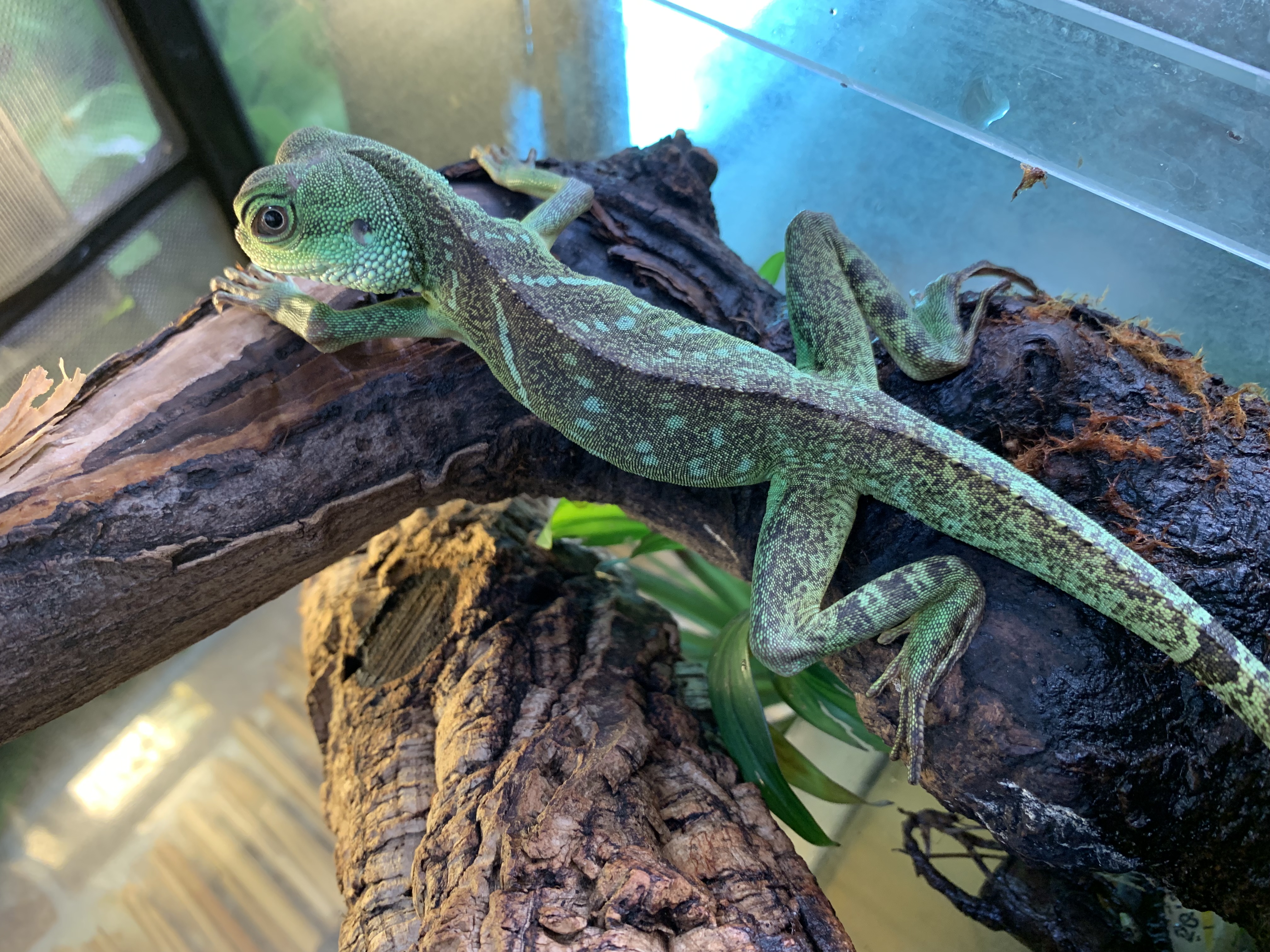 インドシナウォータードラゴン