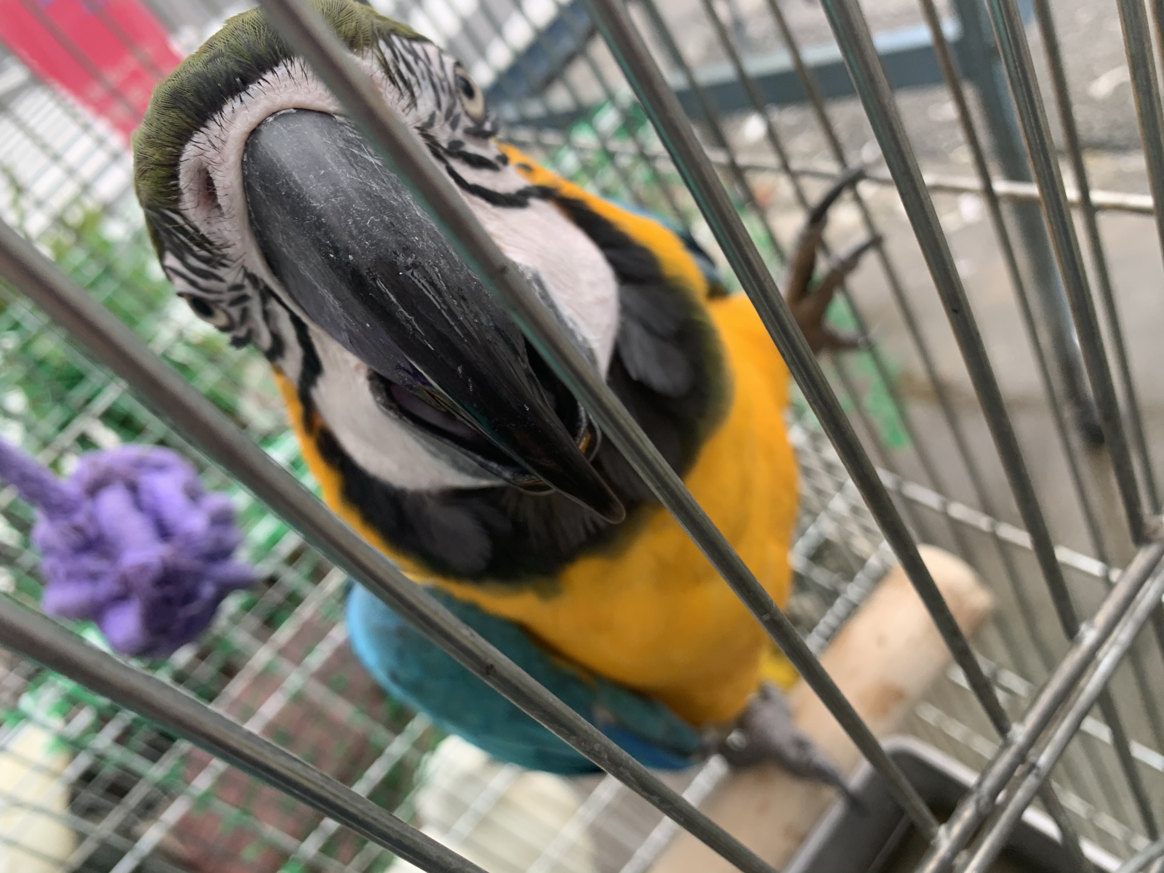 ルリコンゴウインコ