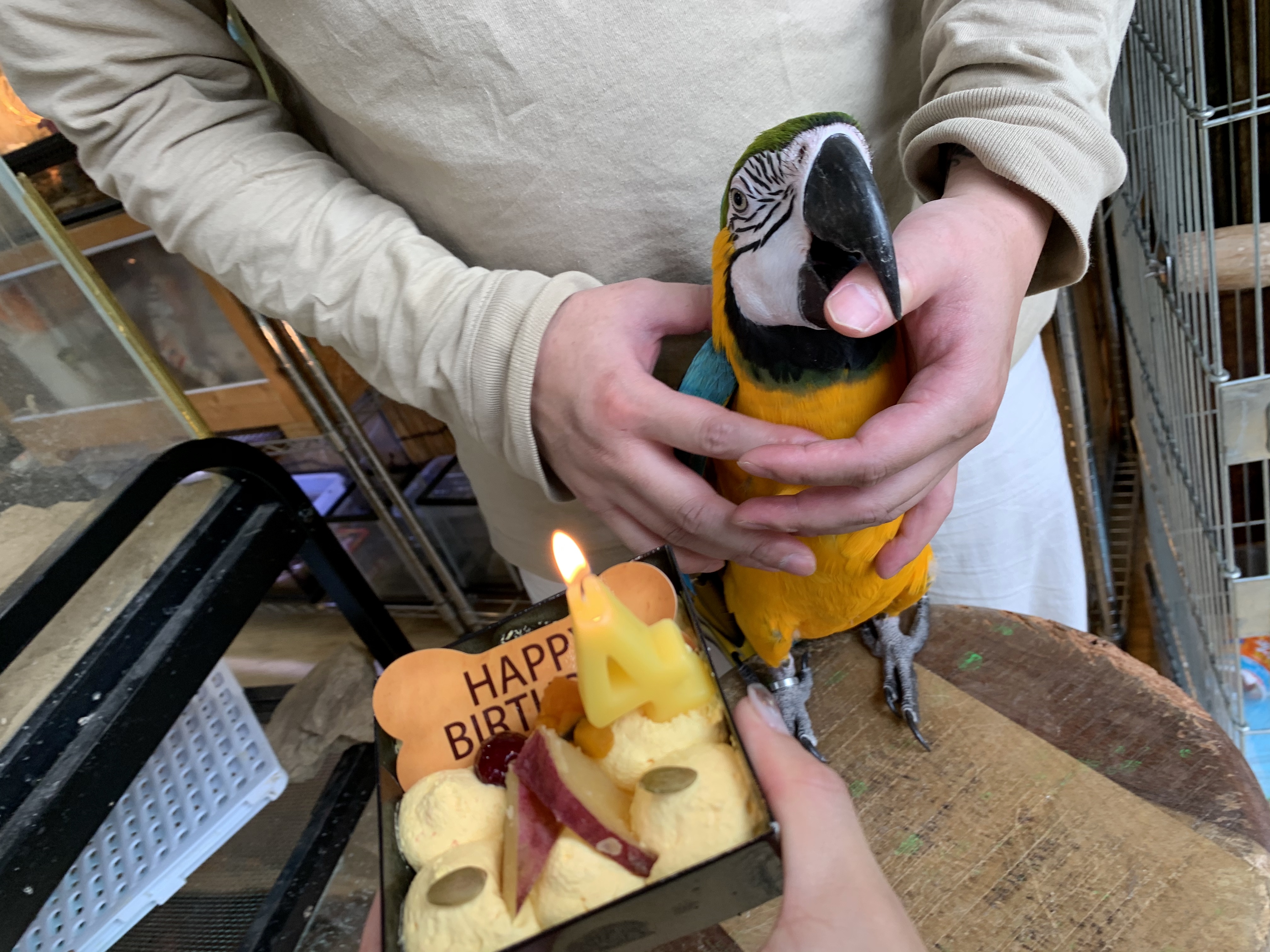 ルリコンゴウインコ