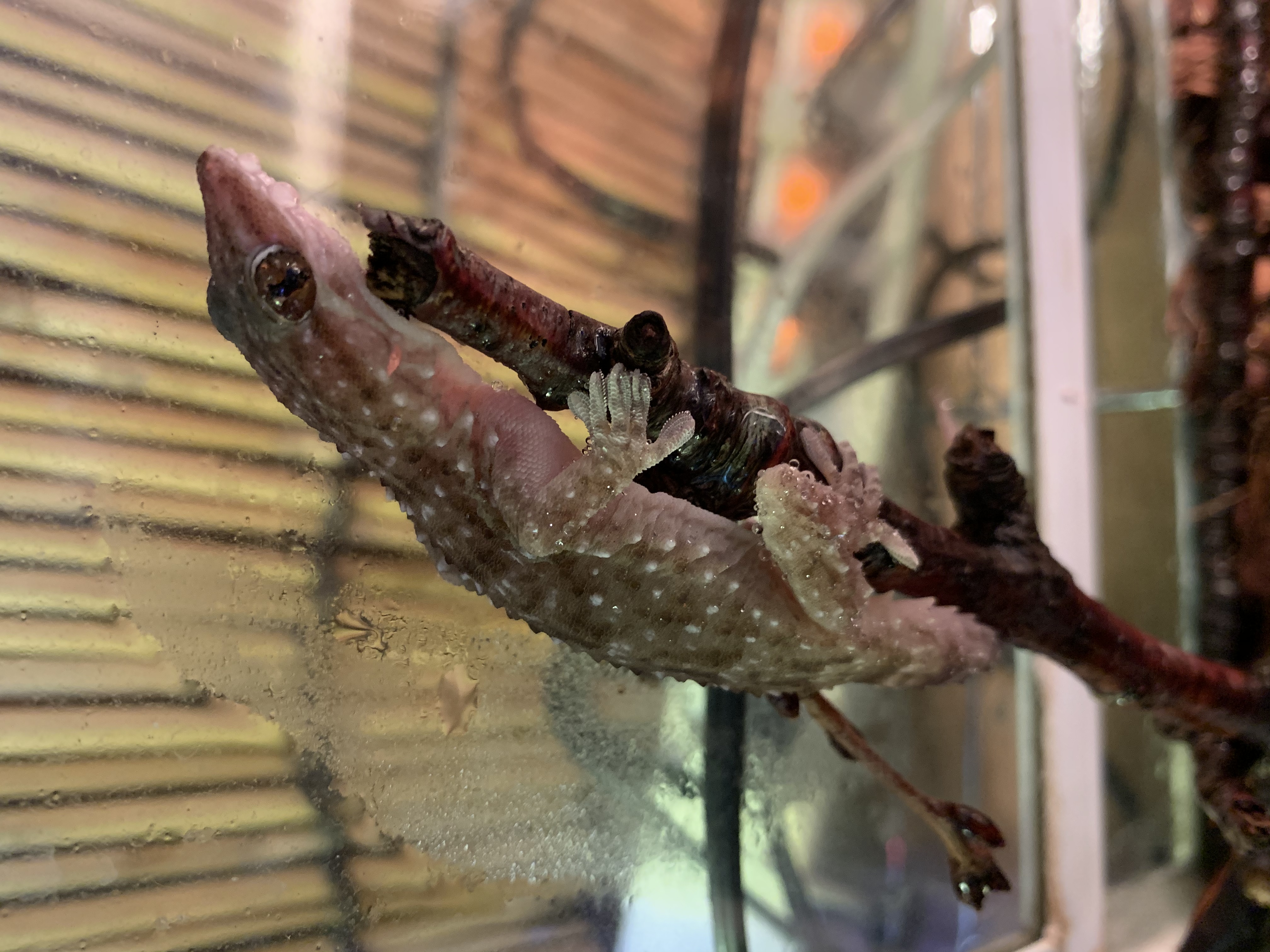 トーゴフトユビヤモリ