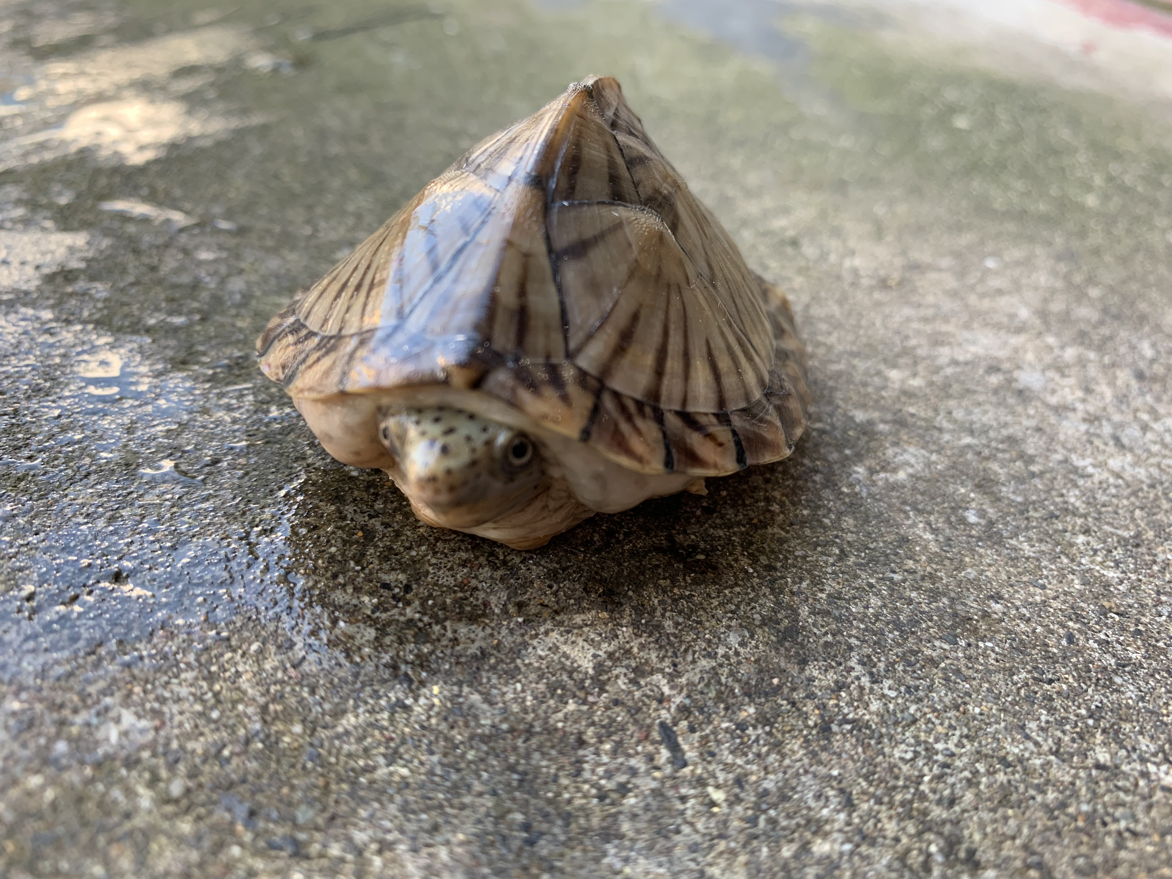 カブトニオイガメ