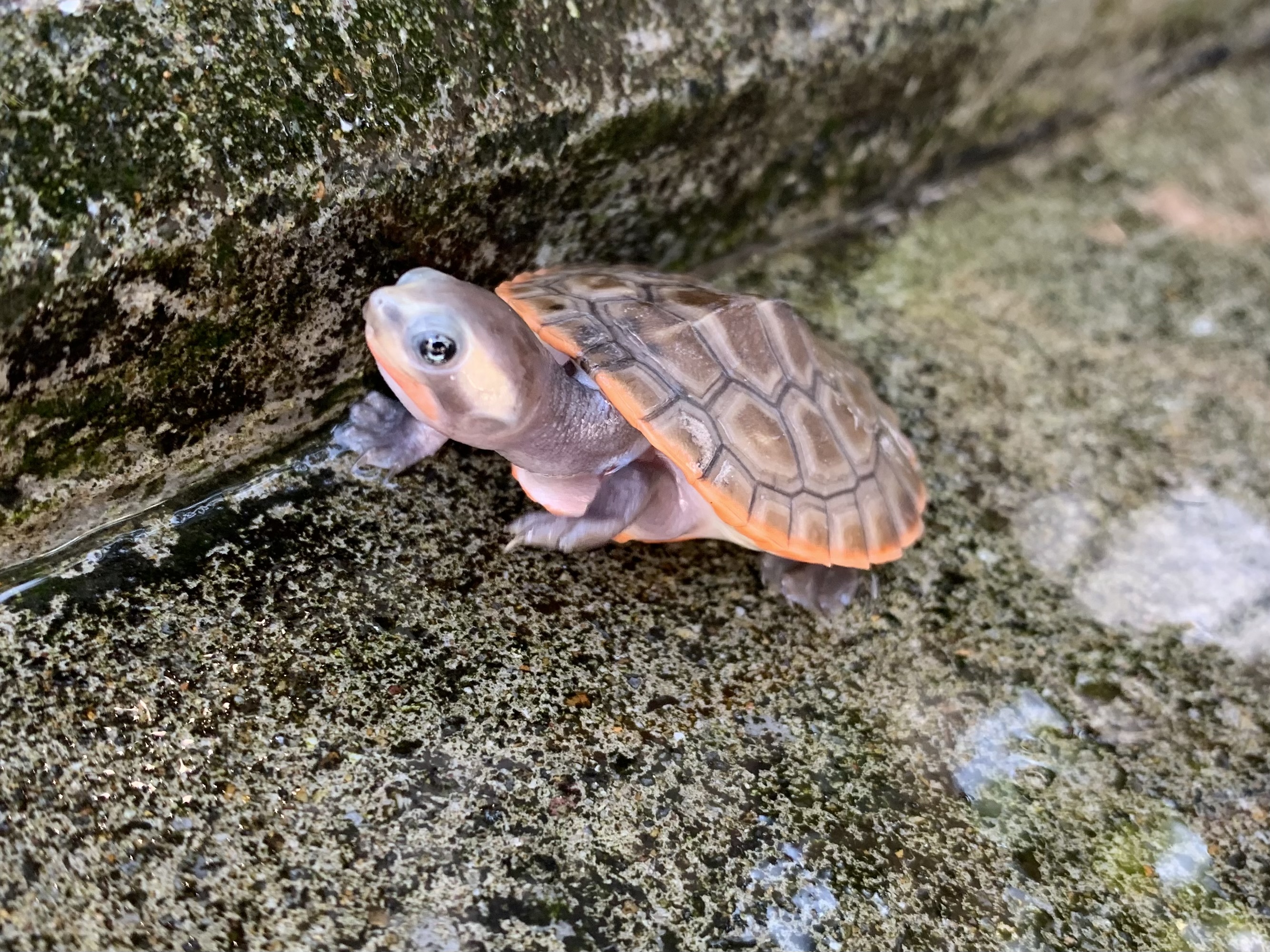 ニシキマゲクビガメ