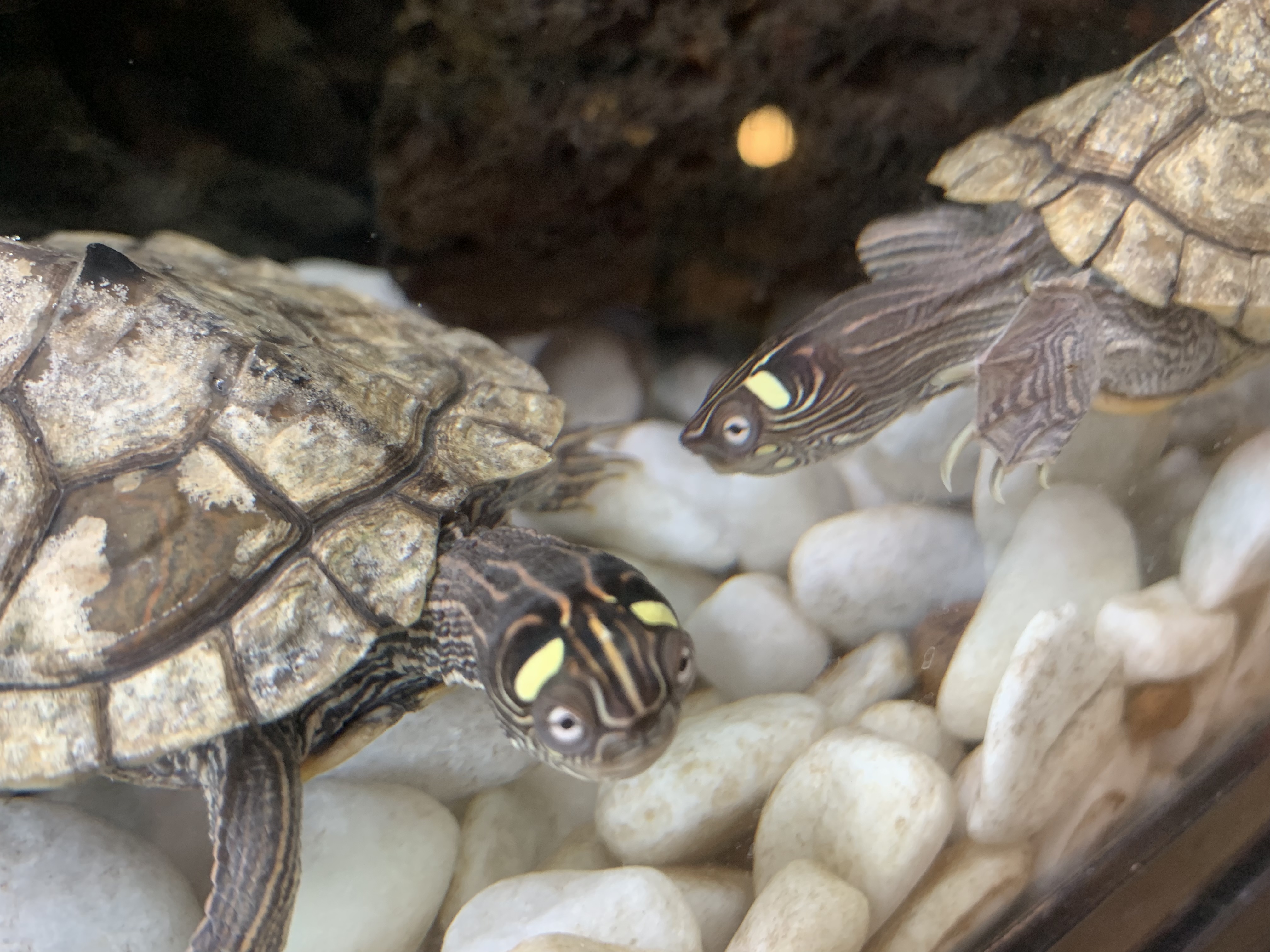 フトマユチズガメ