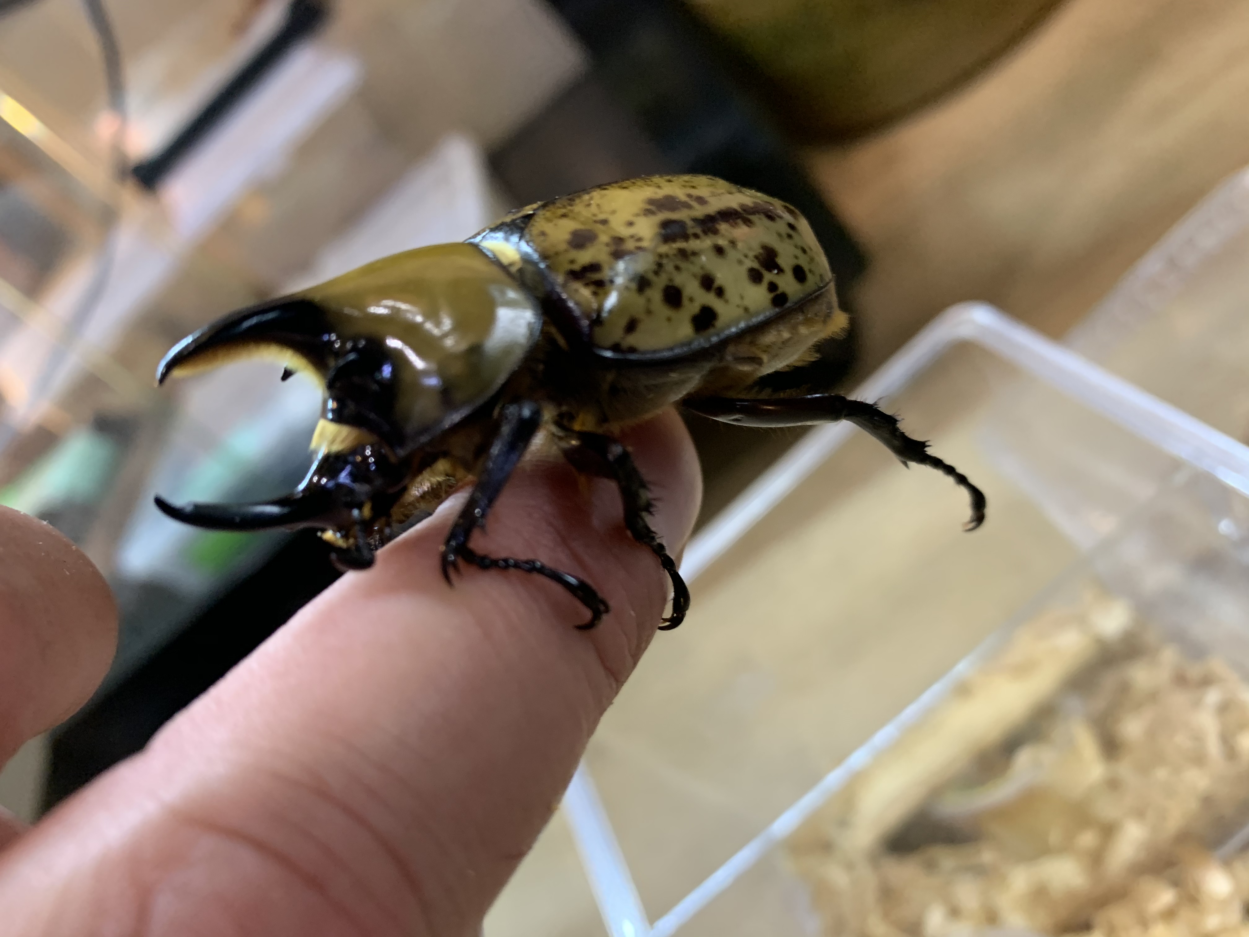 ティティウスシロカブト