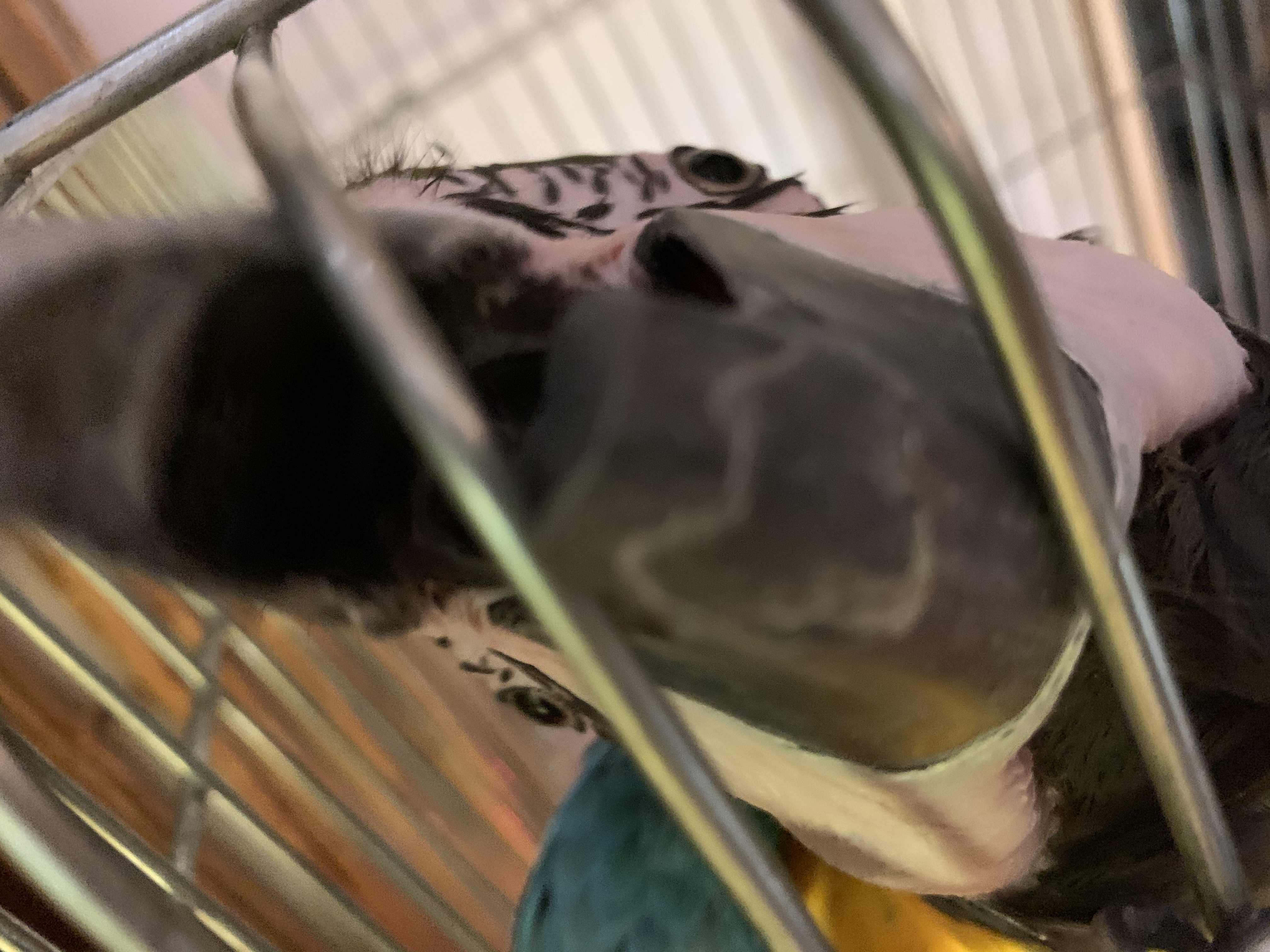 ルリコンゴウインコ