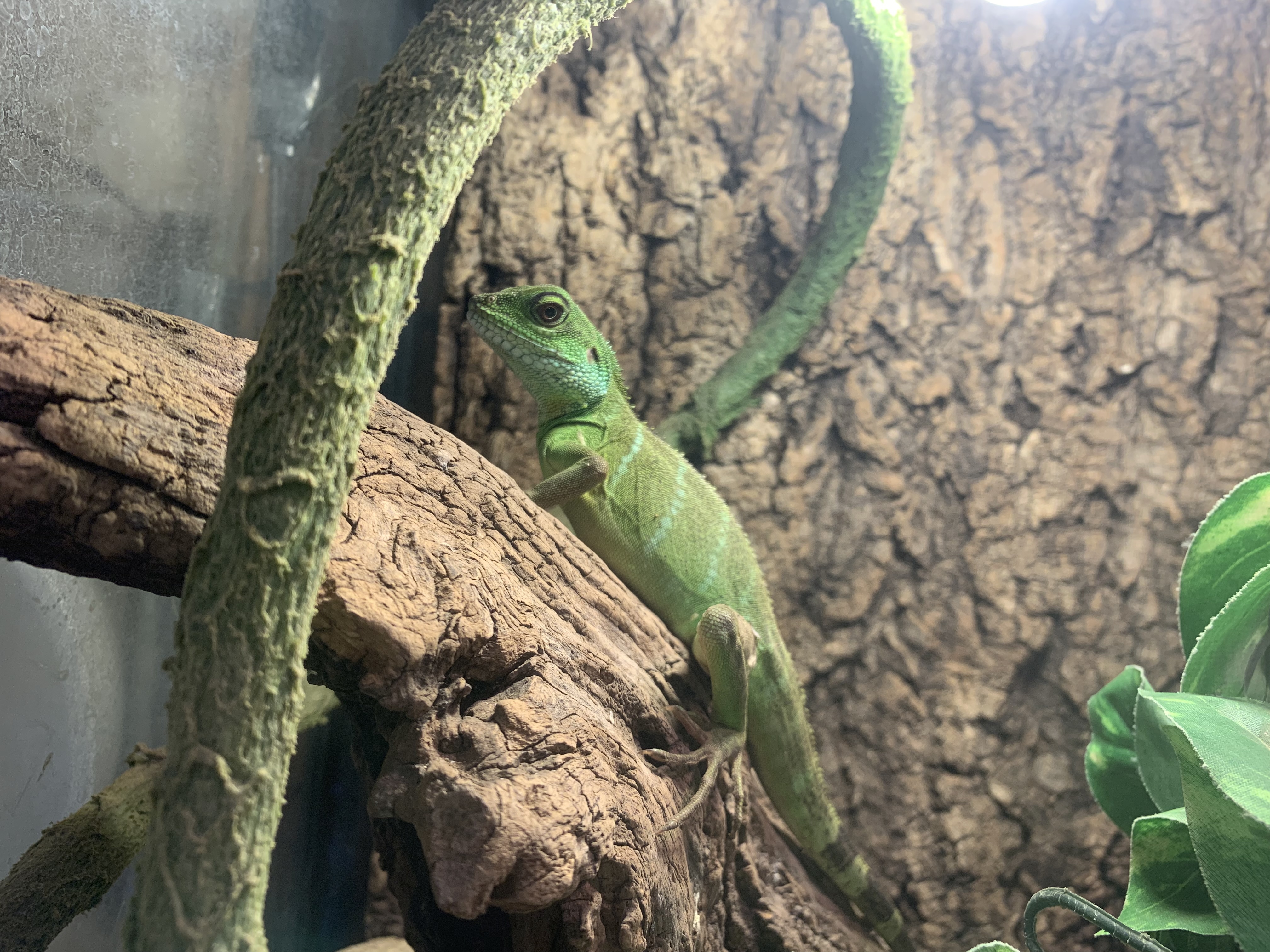 インドシナウォータードラゴン