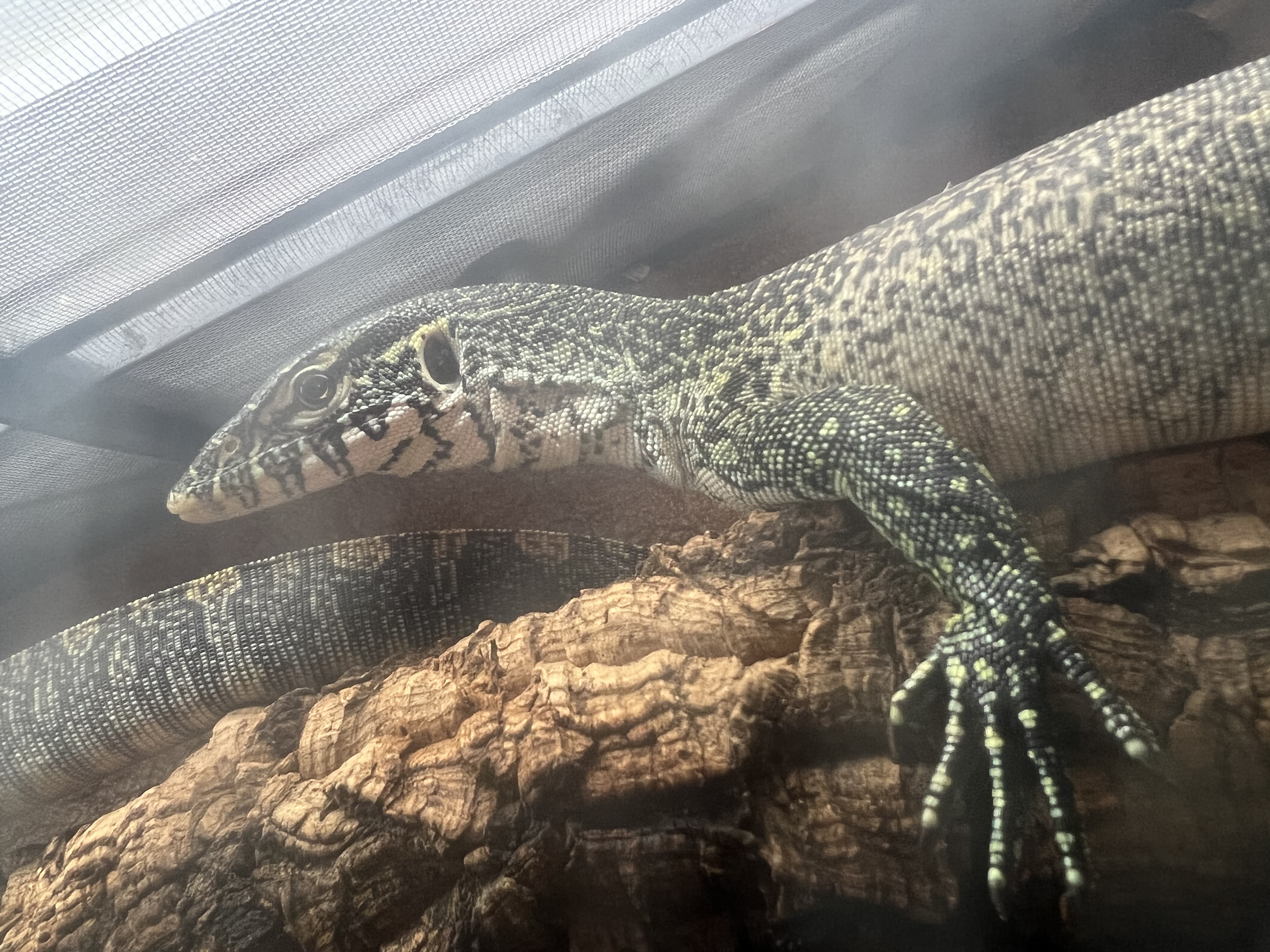 ナイルモニター