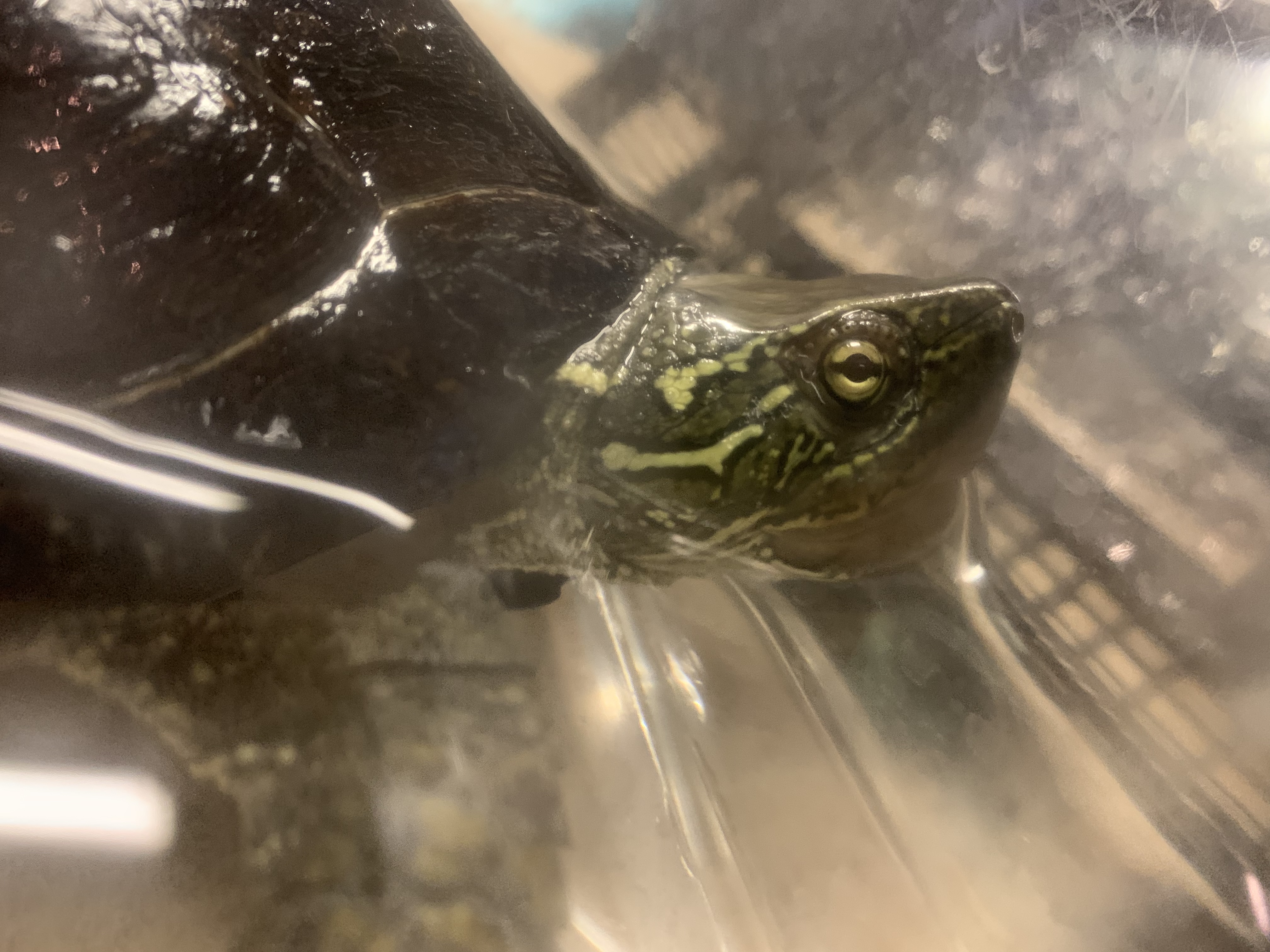 オオアタマクサガメ