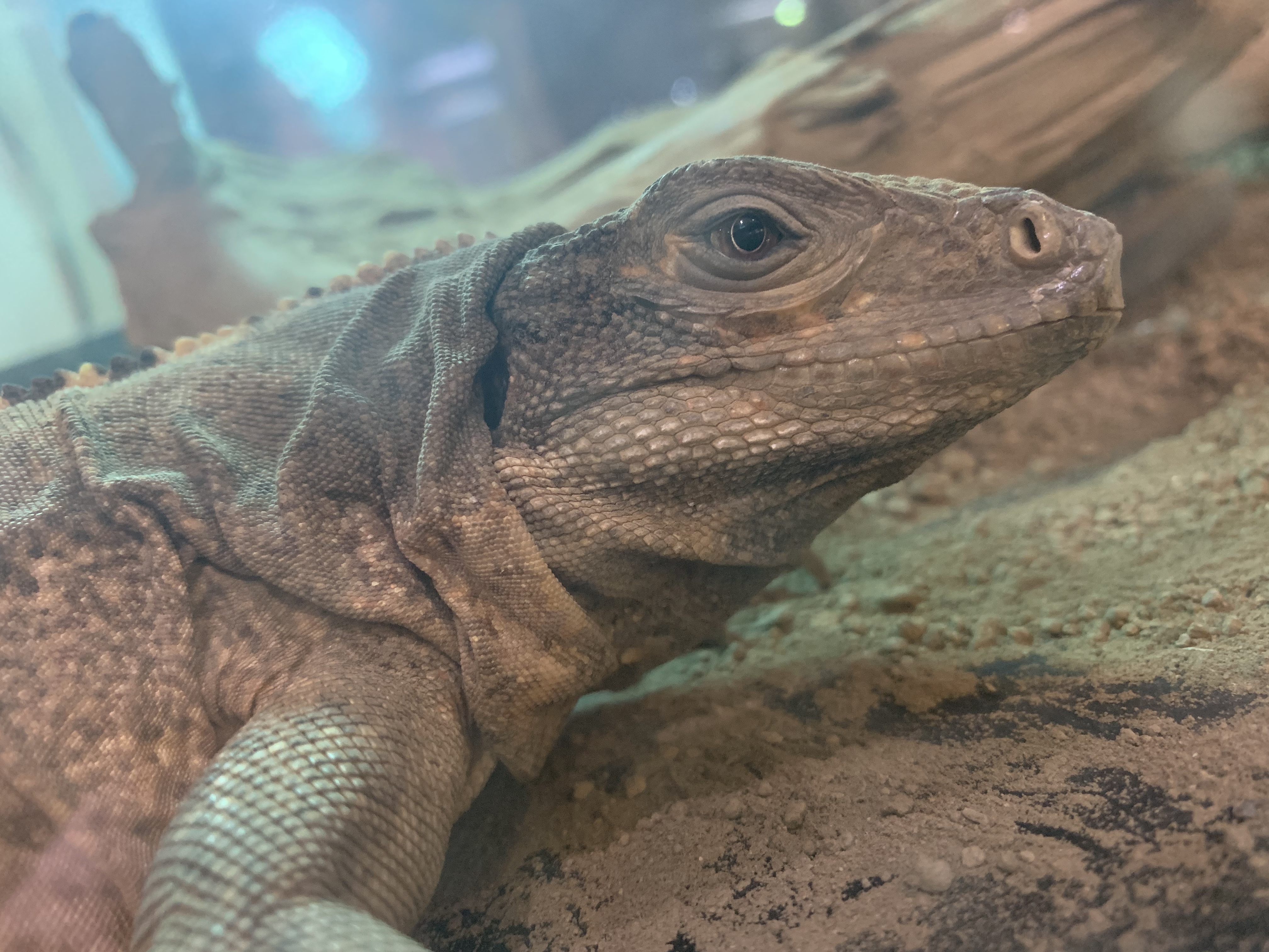 ツナギトゲオイグアナ