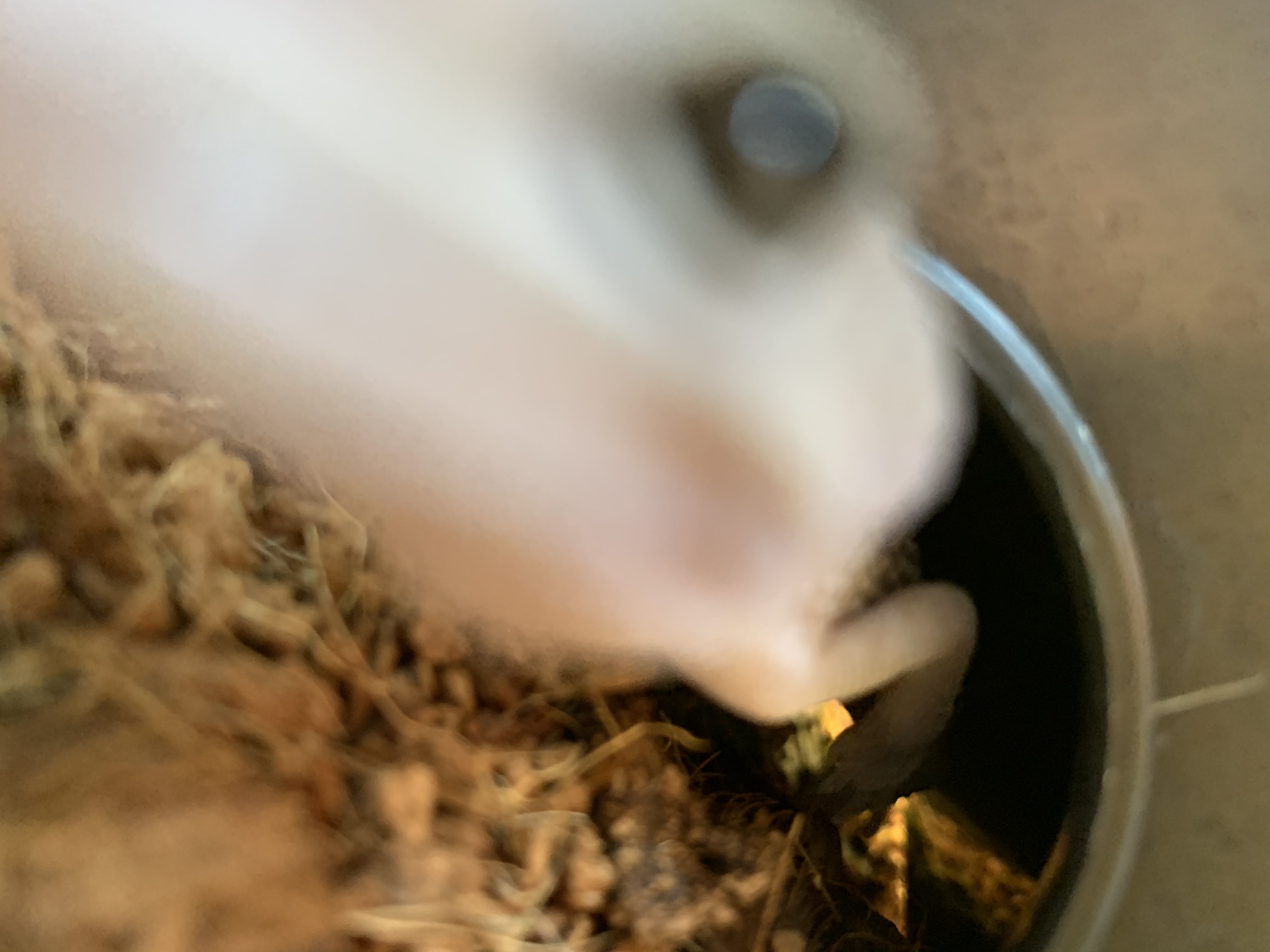 レオパ