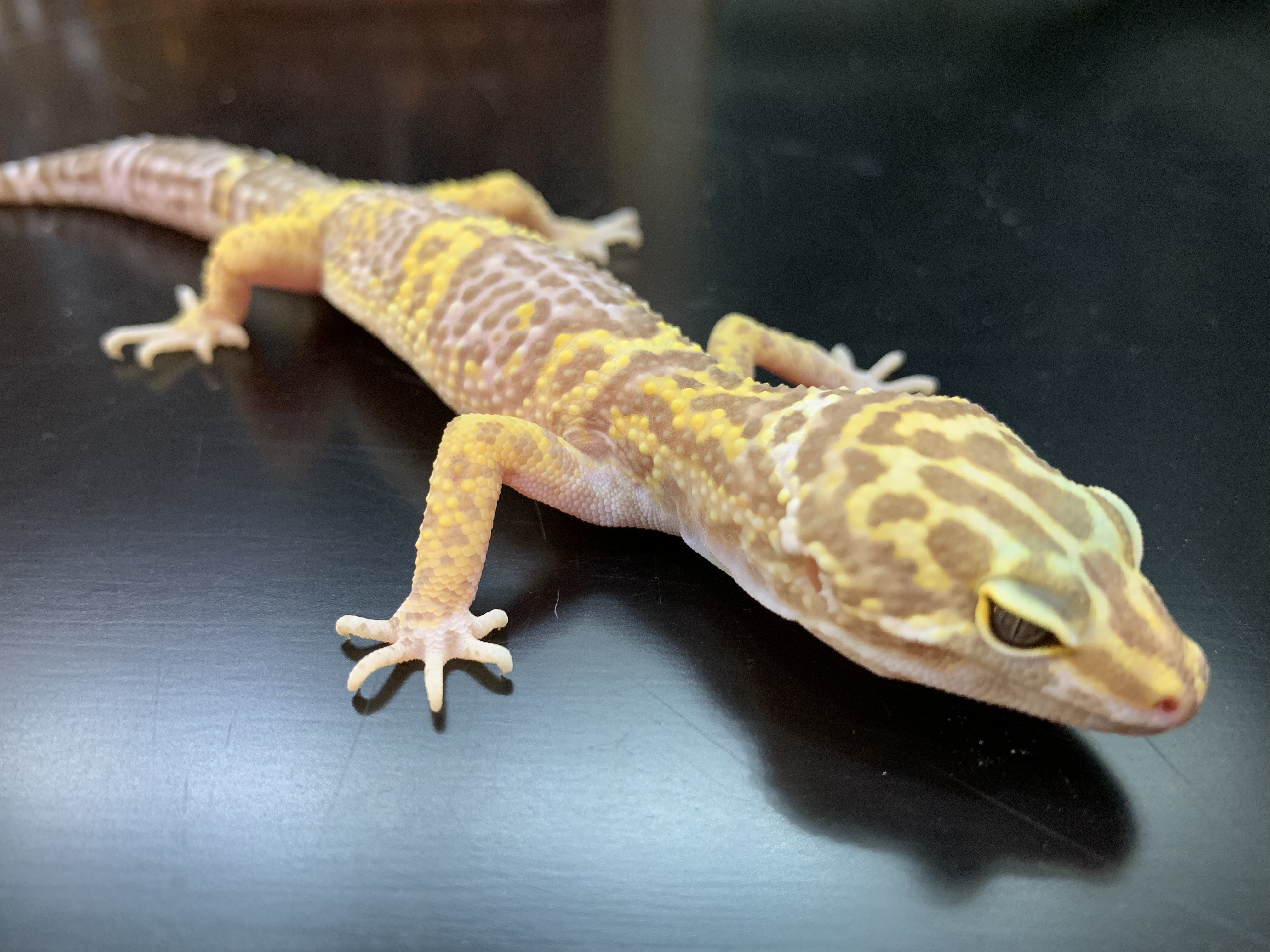 ヒョウモントカゲモドキ 