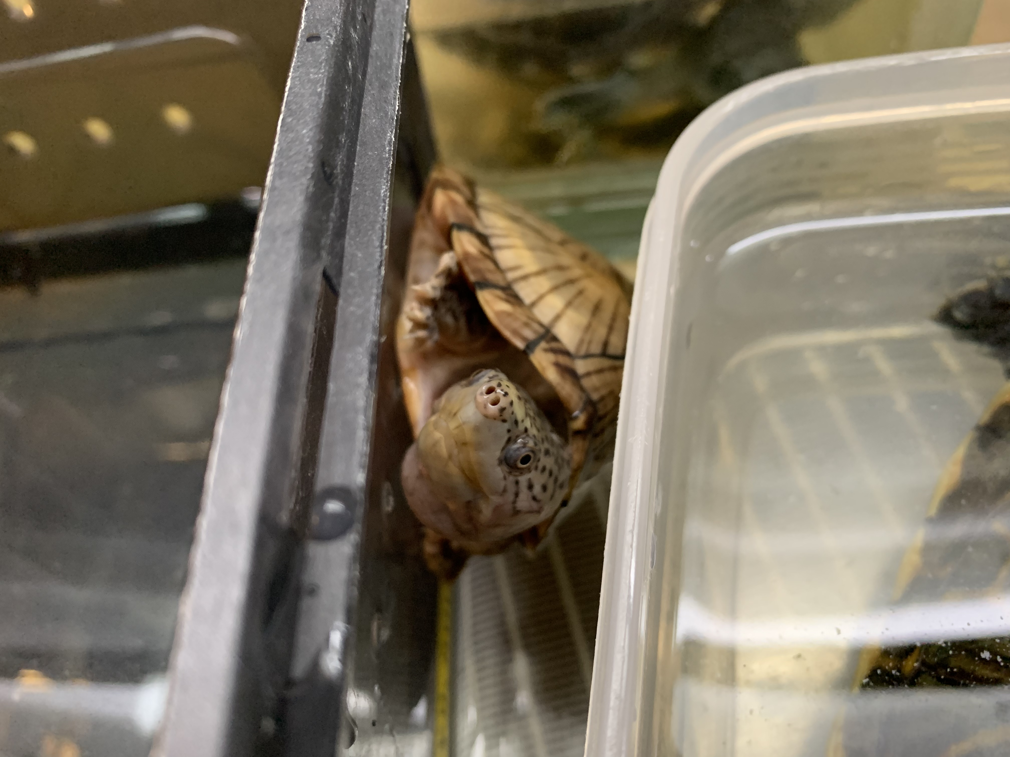 カブトニオイガメ