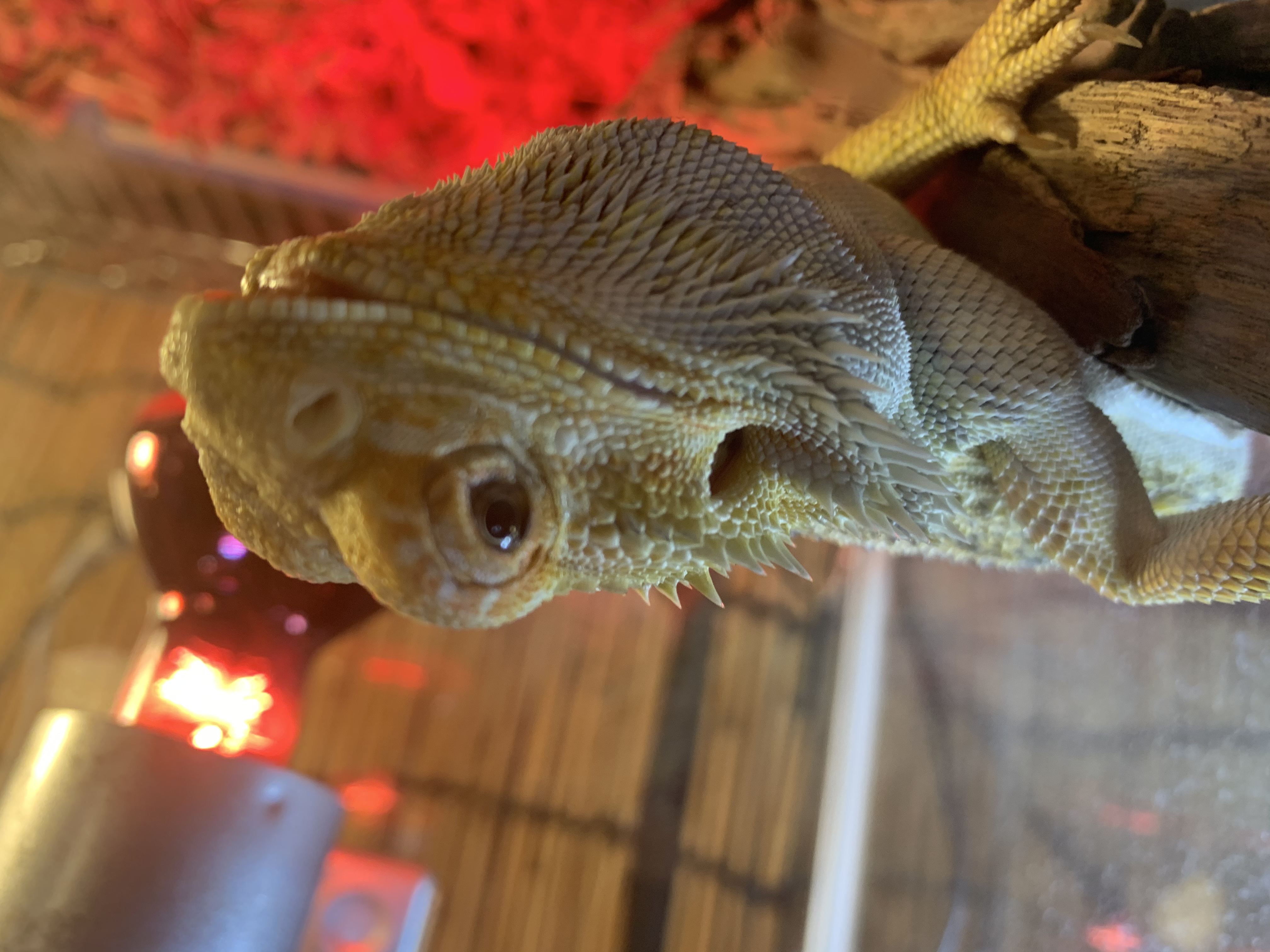 フトアゴヒゲトカゲ