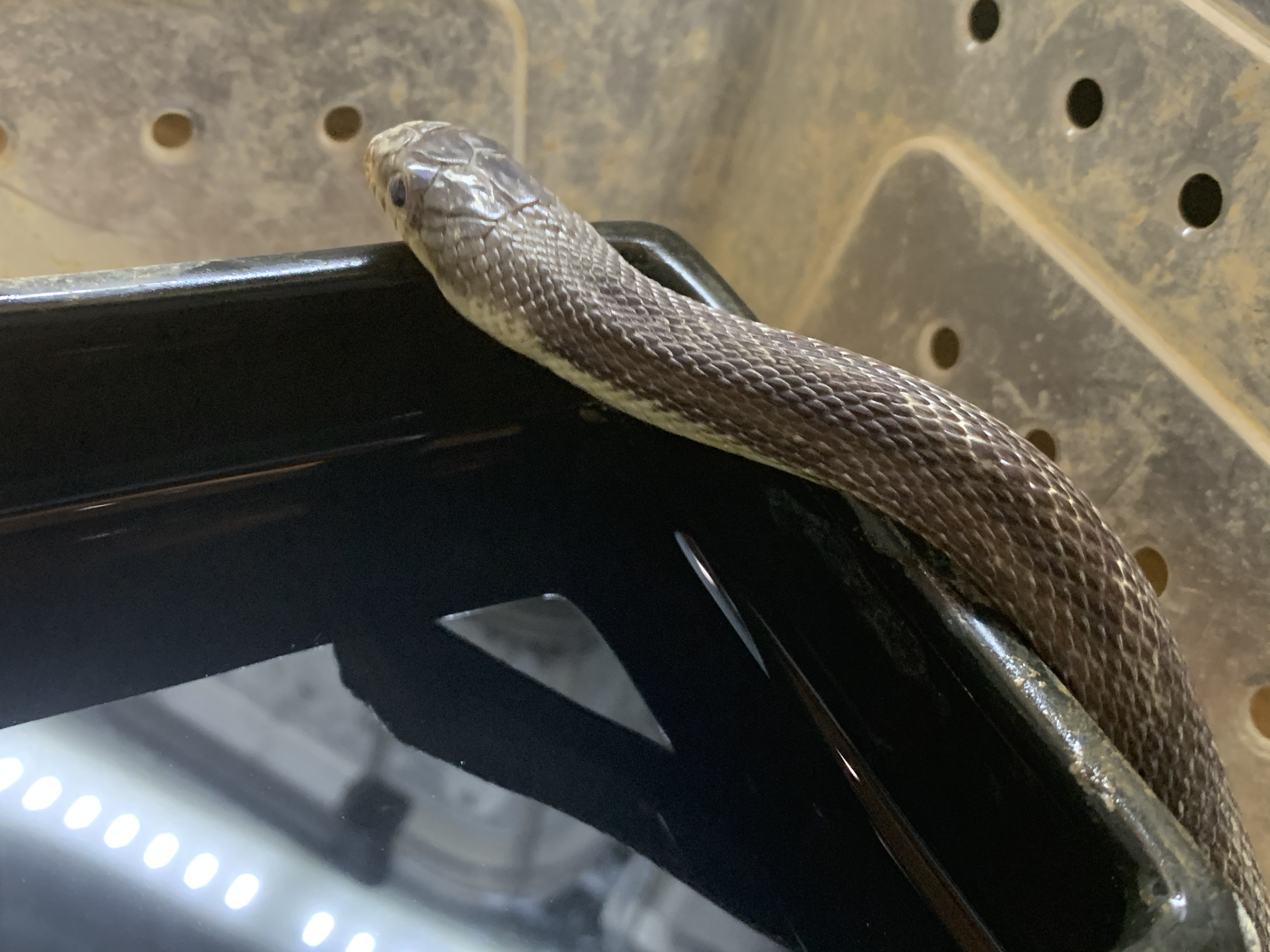 テキサスラットスネーク
