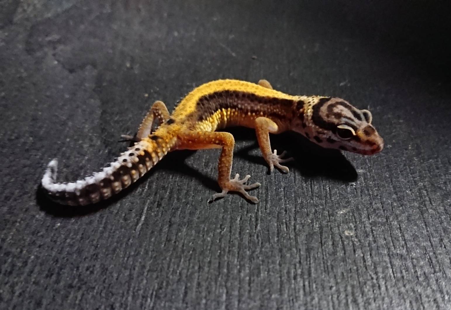 ヒョウモントカゲモドキ
