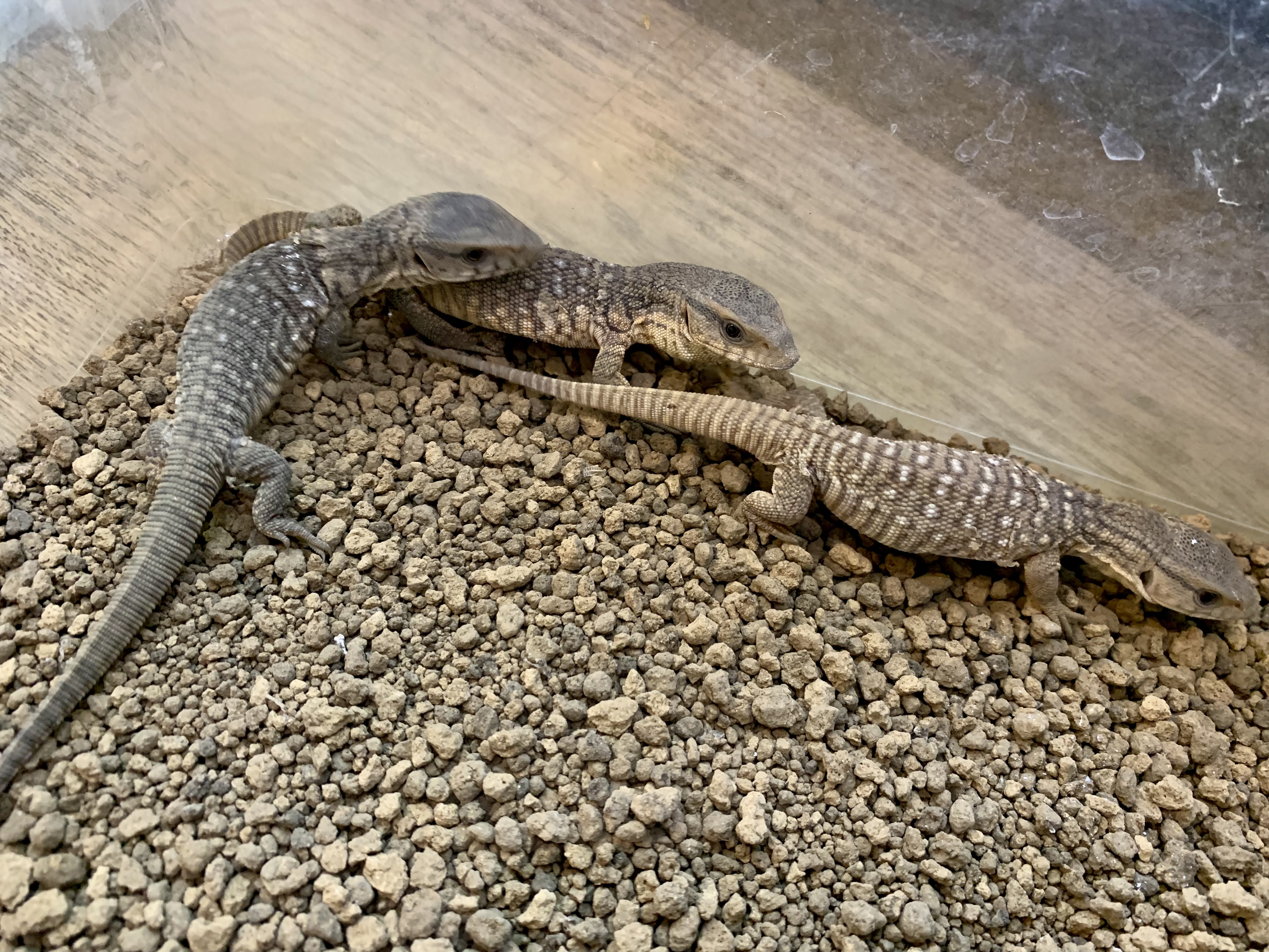 サバンナモニター