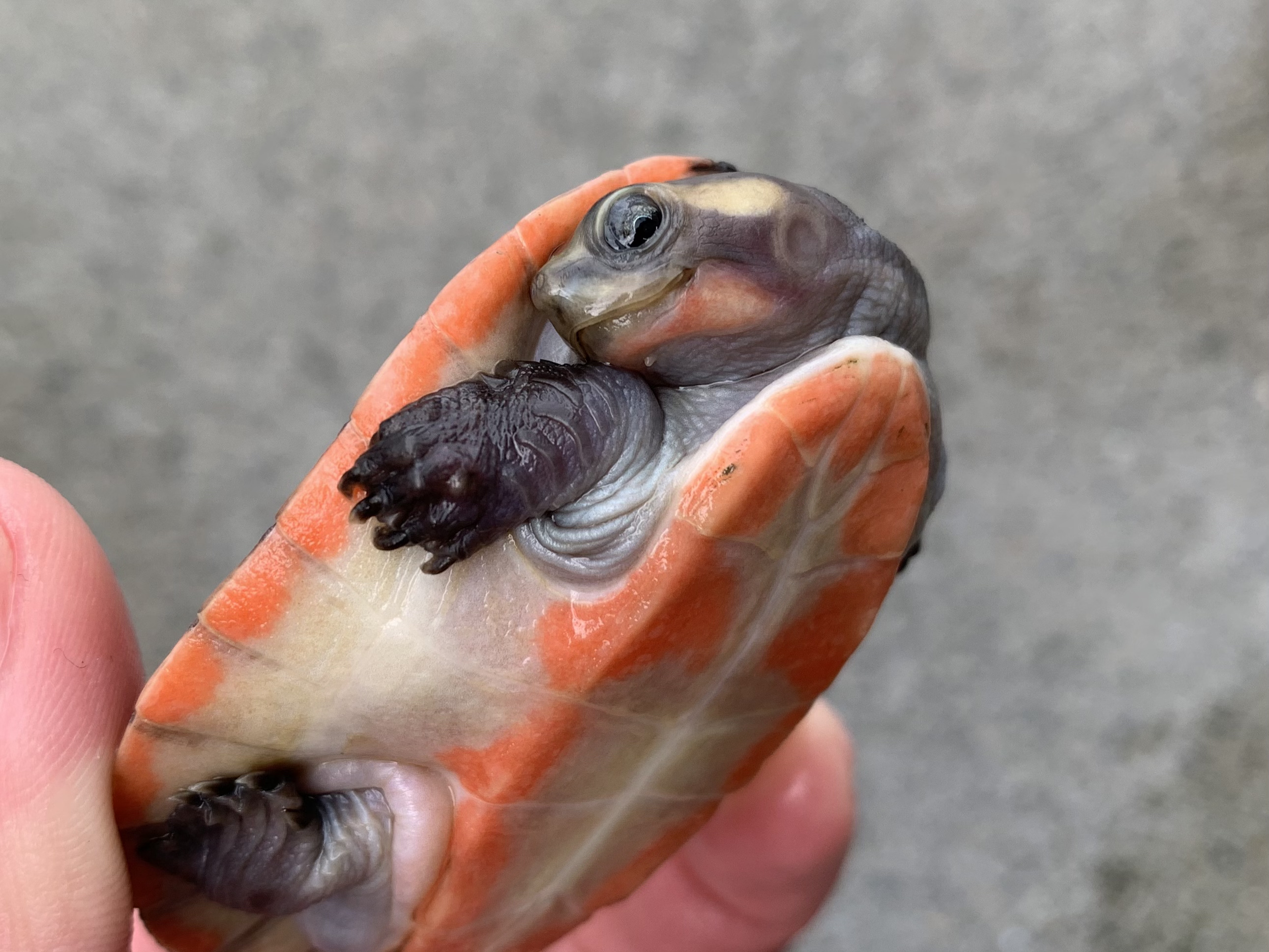 ニシキマゲクビガメ