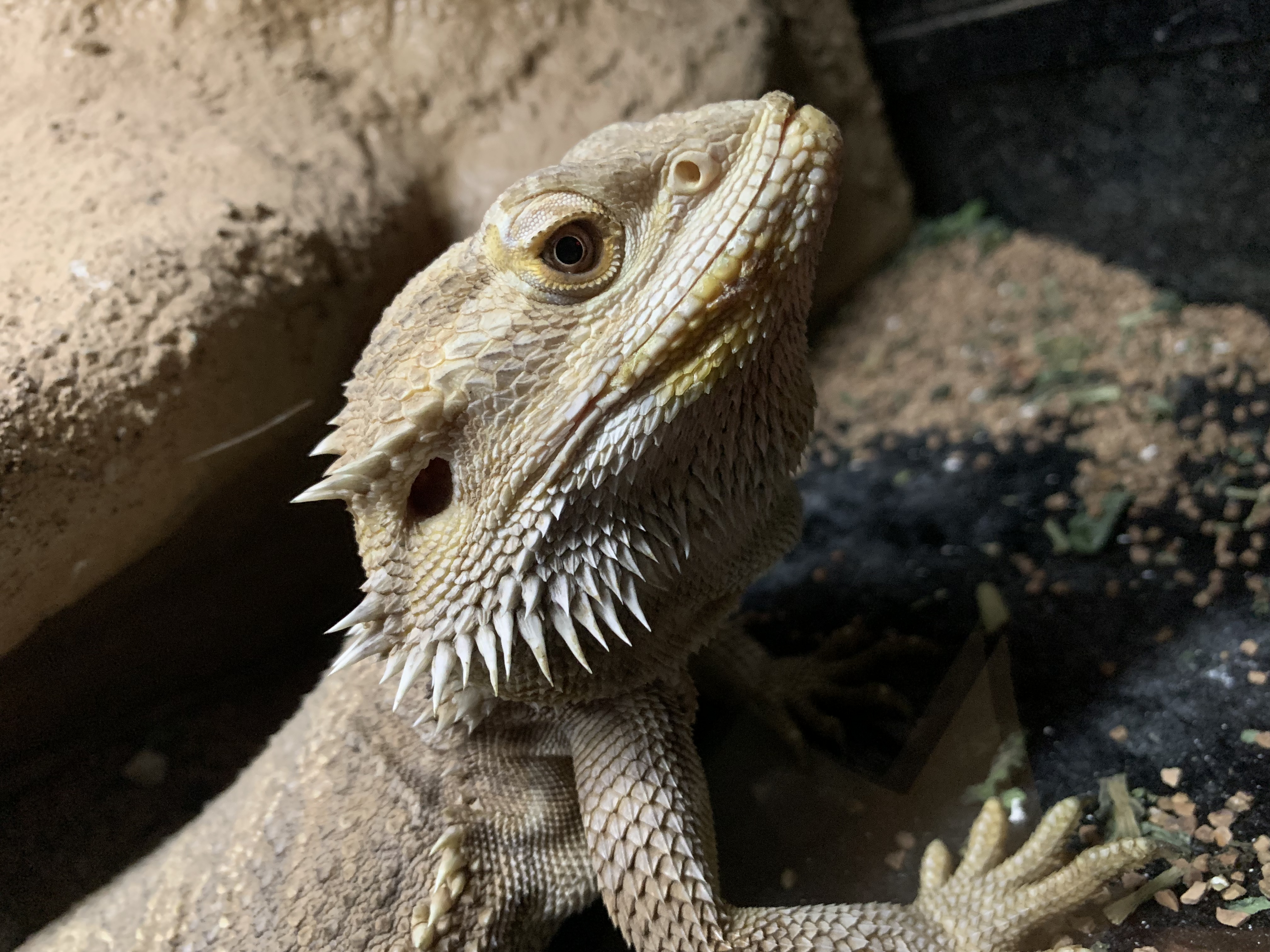 フトアゴヒゲトカゲ