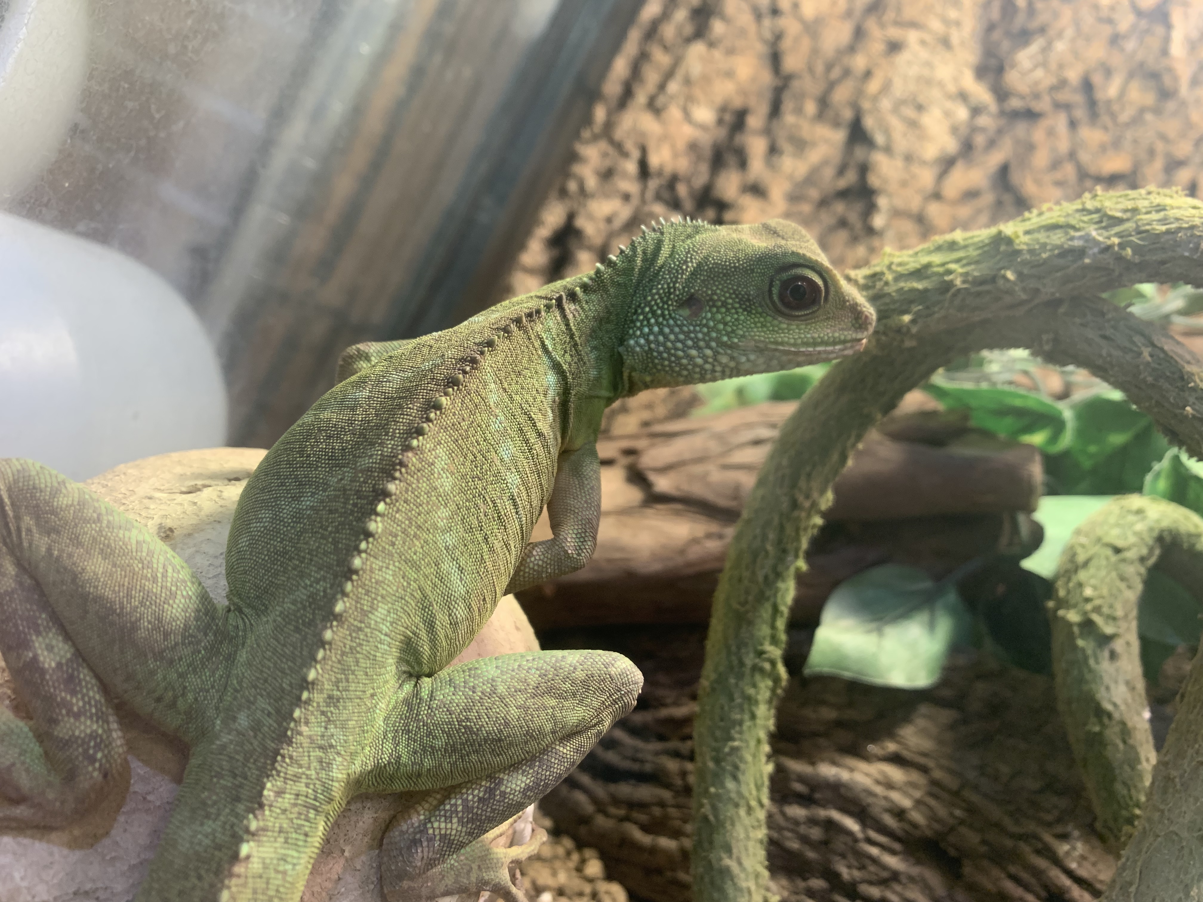 インドネシアウォータードラゴン