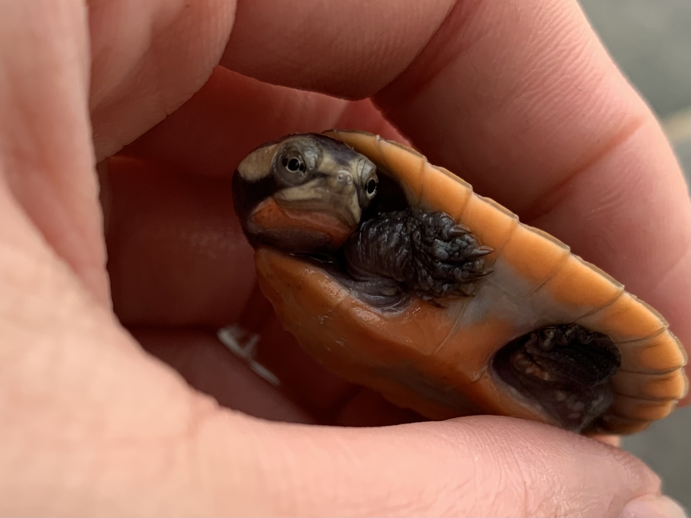ニシキマゲクビガメ